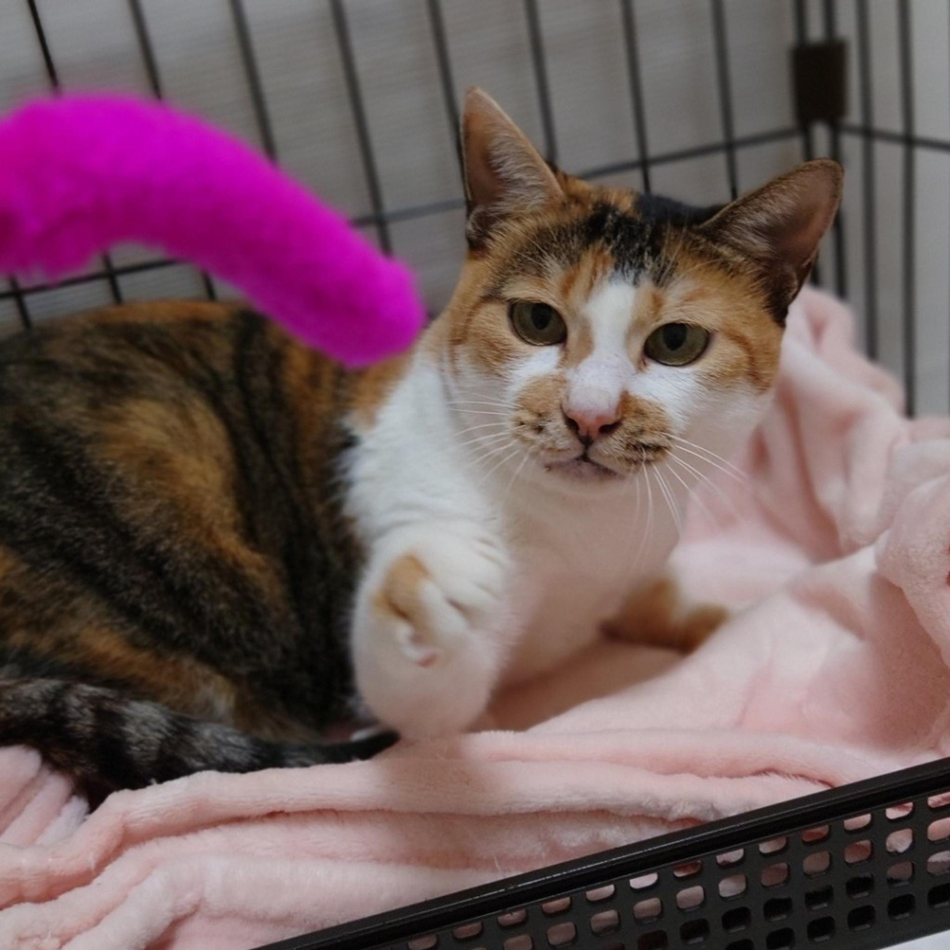 pet-image-3