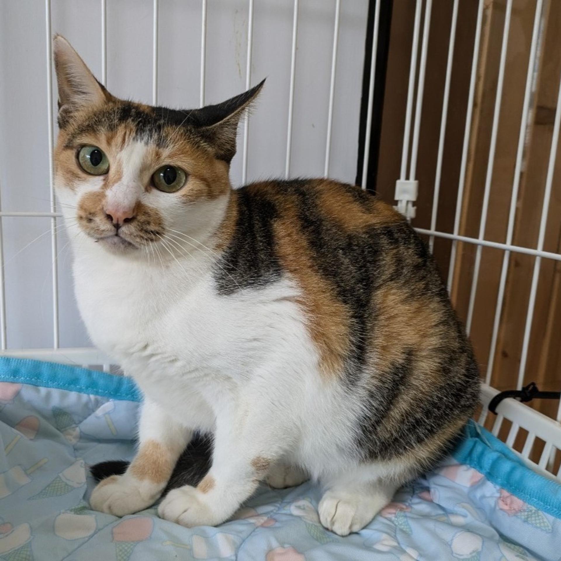 pet-image-5