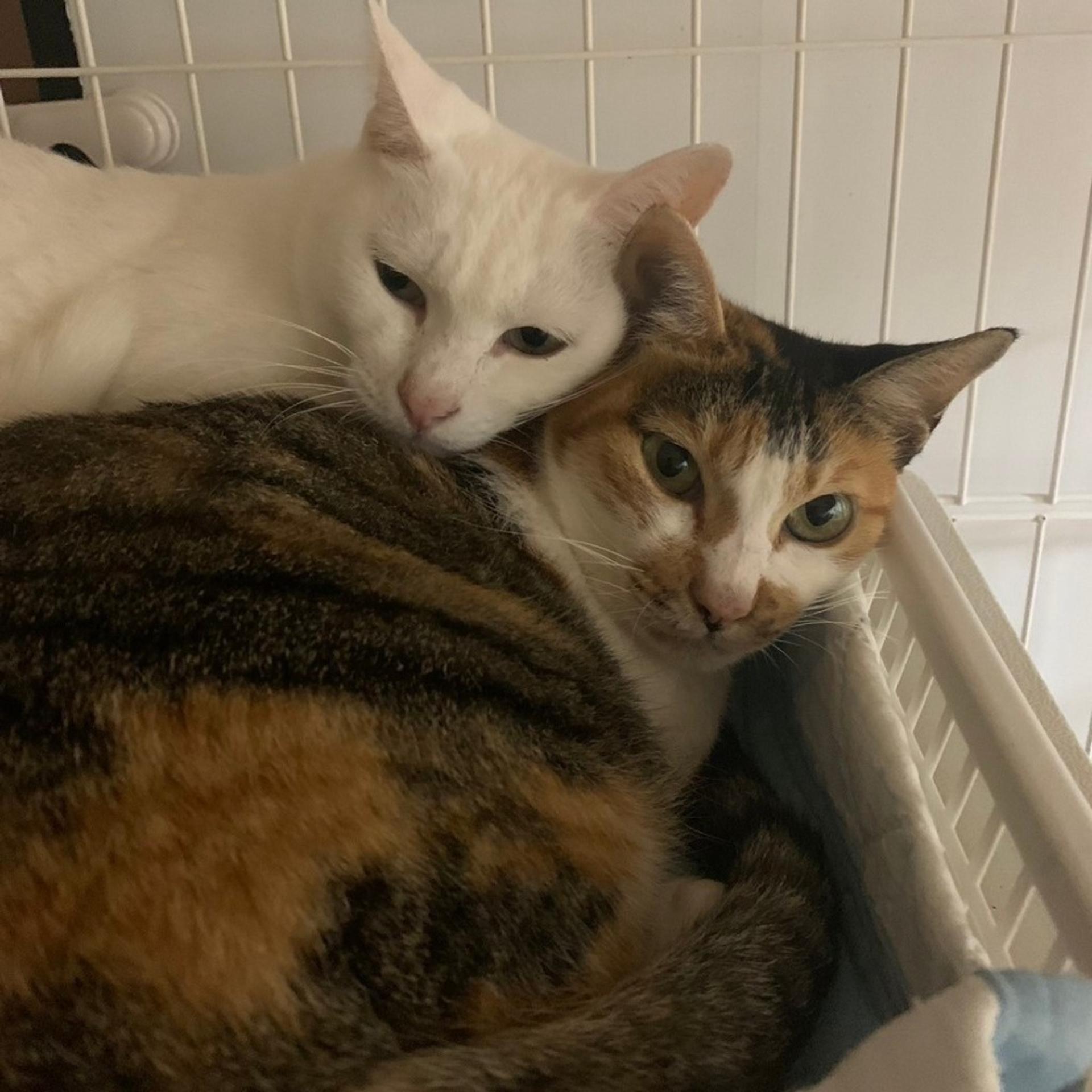 pet-image-7