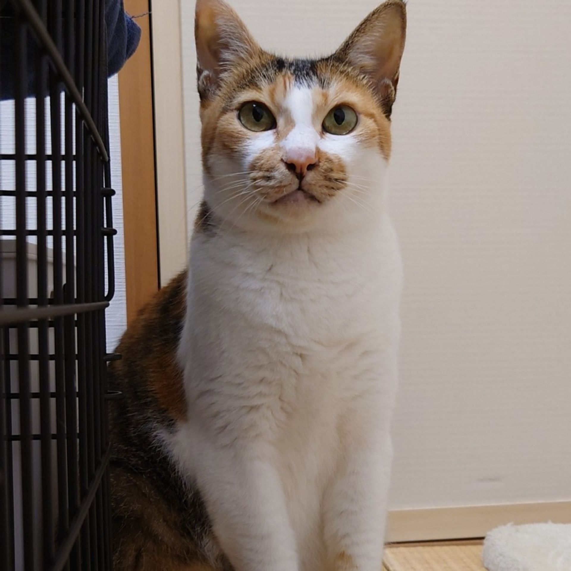 雑種（ミックス猫）・メスの里親募集の写真