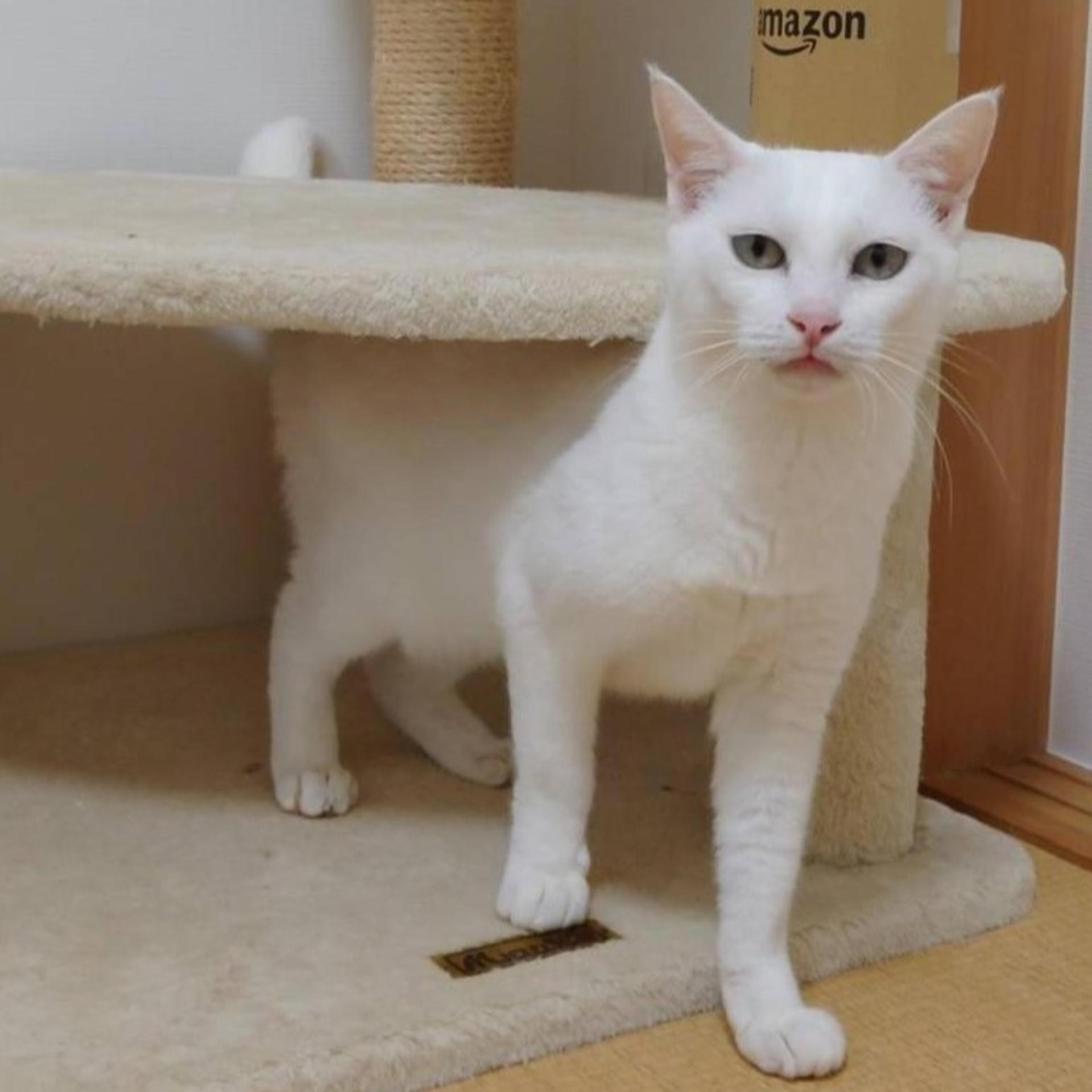 pet-image-3