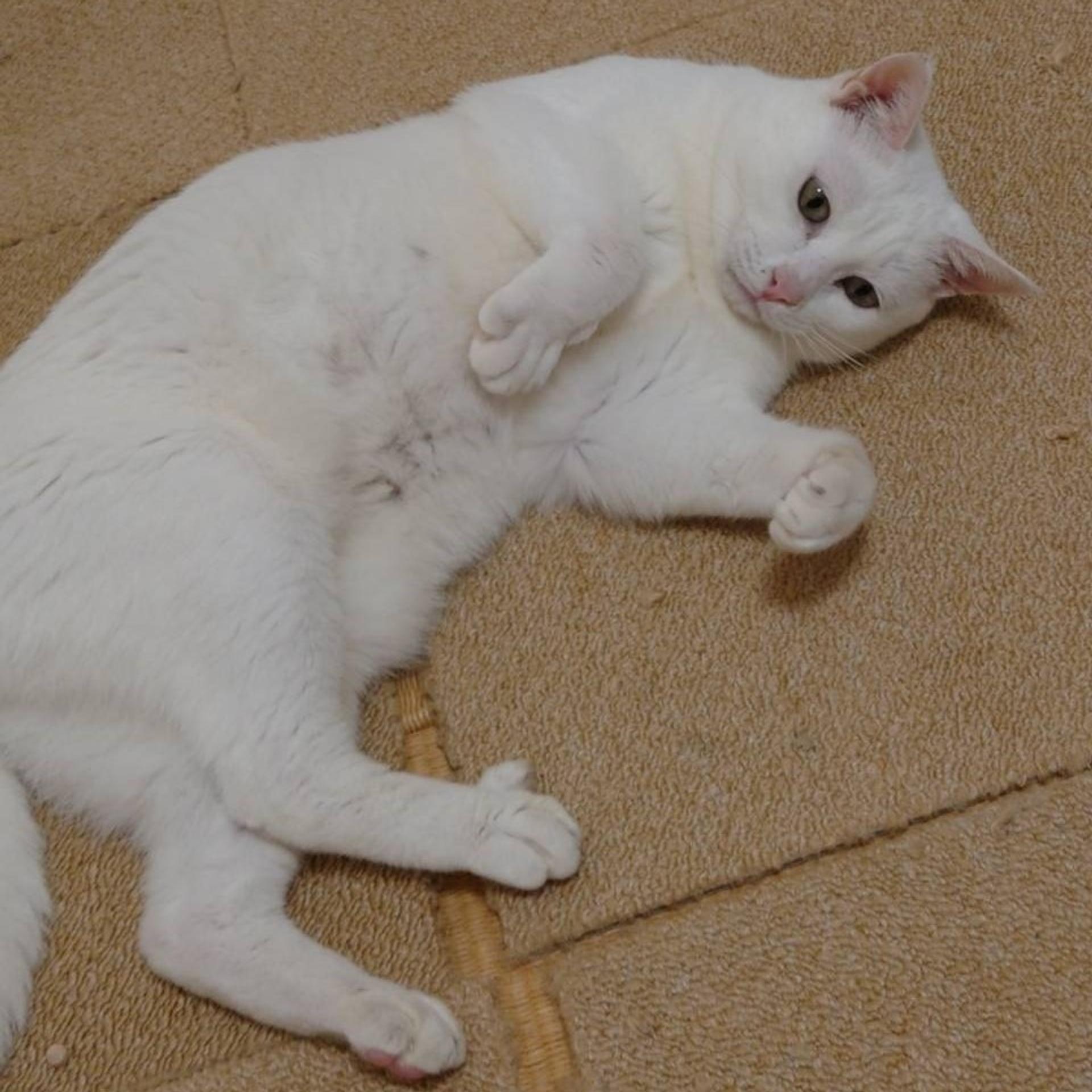 pet-image-5