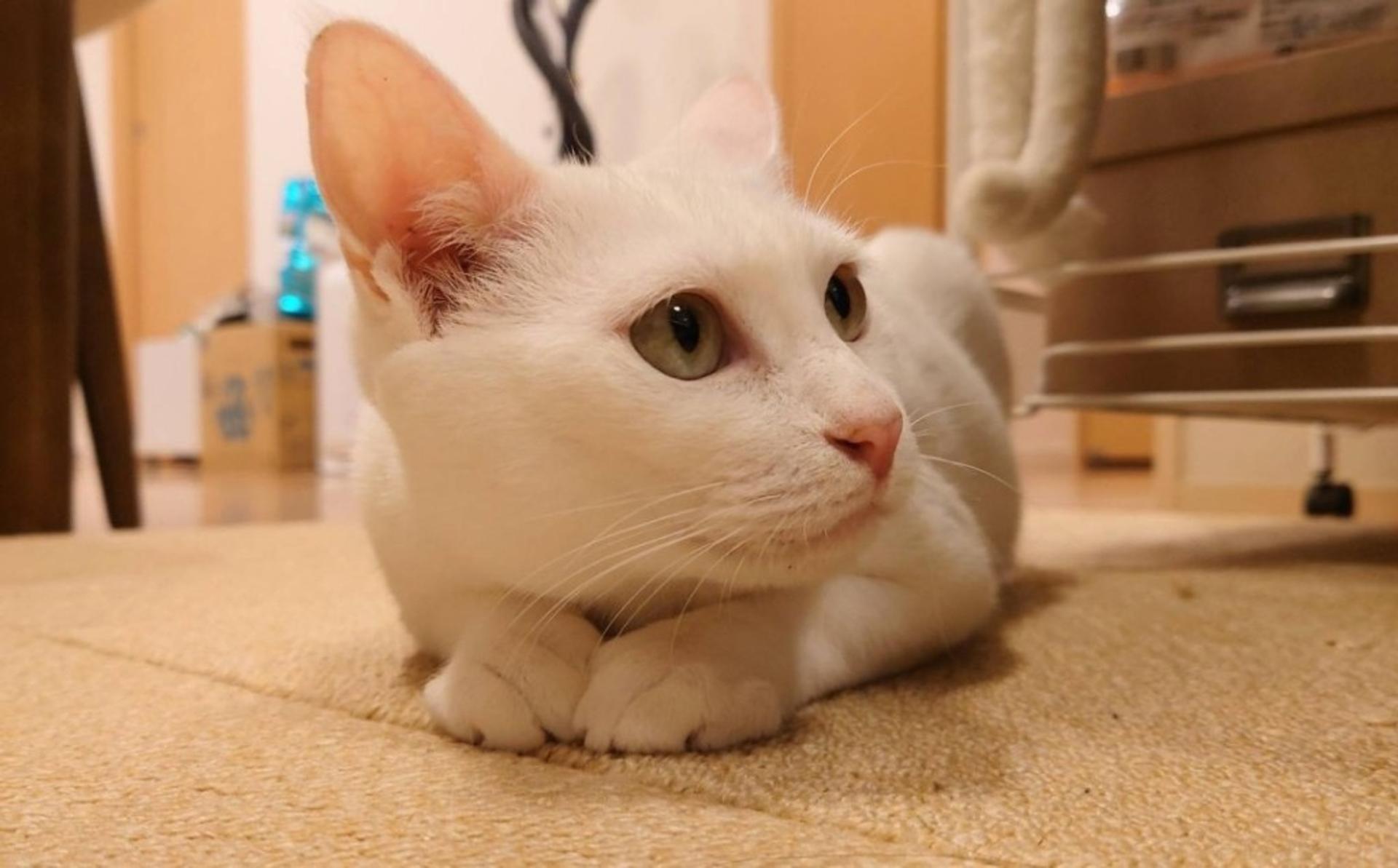 pet-image-4