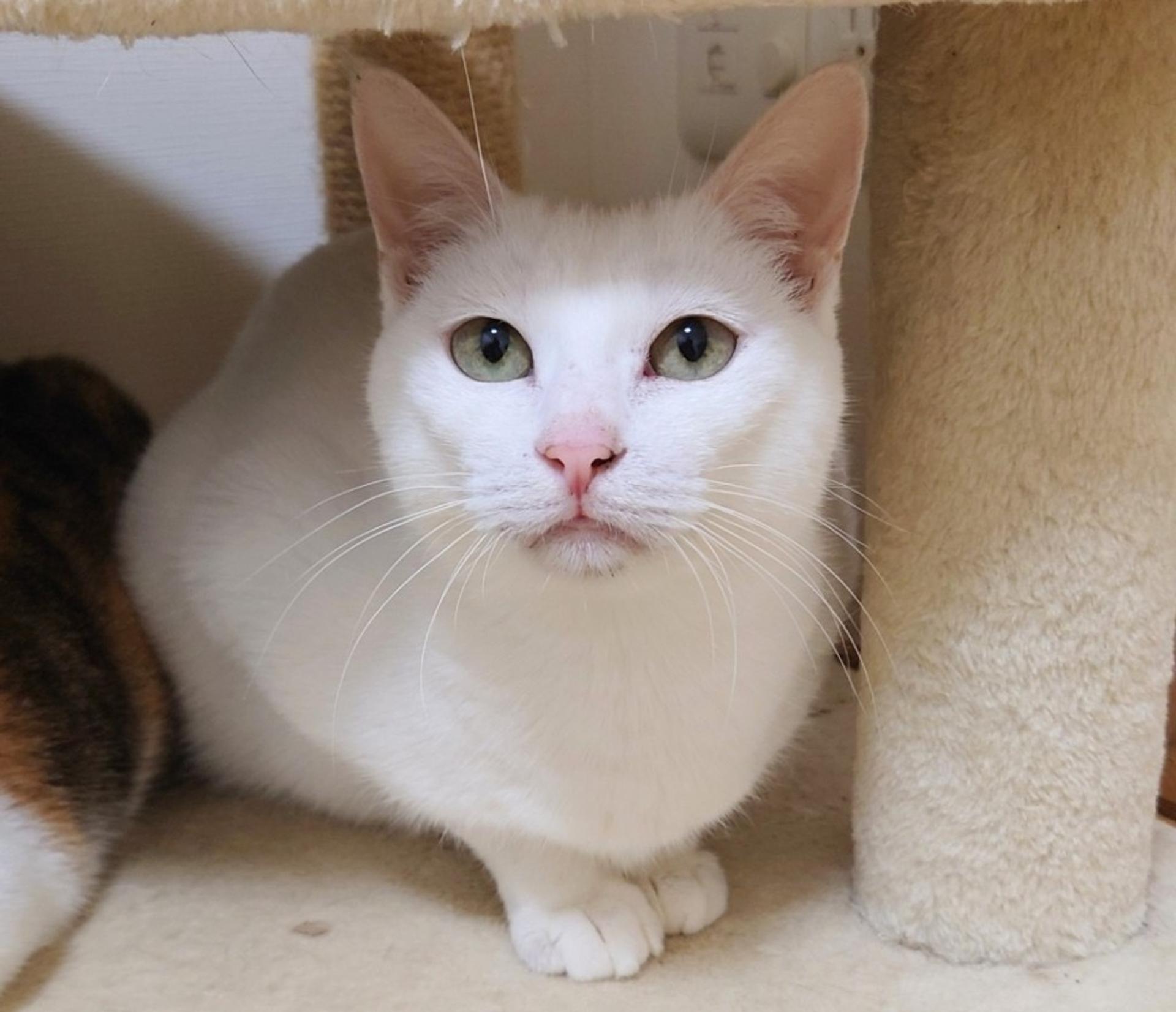 pet-image-6