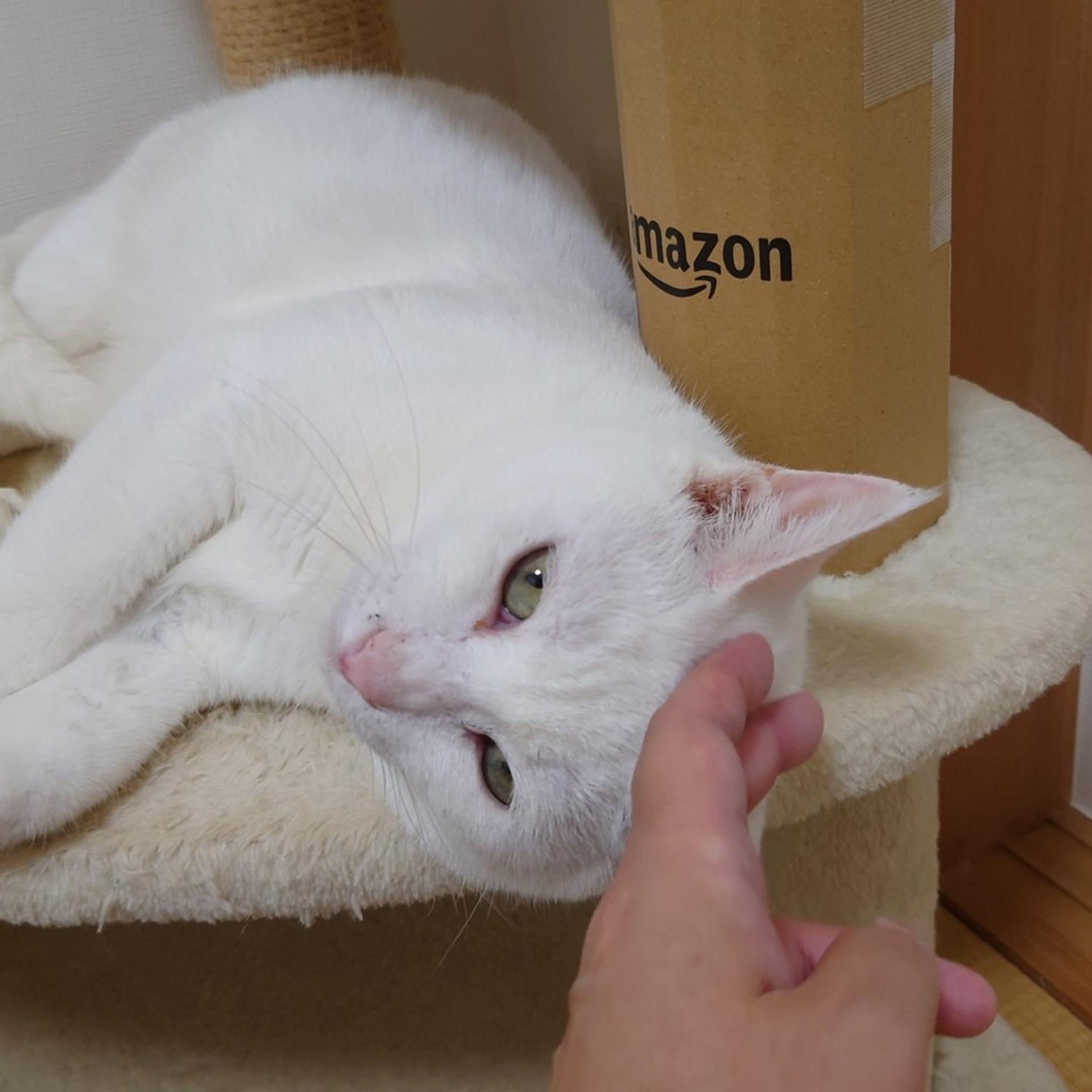 pet-image-7