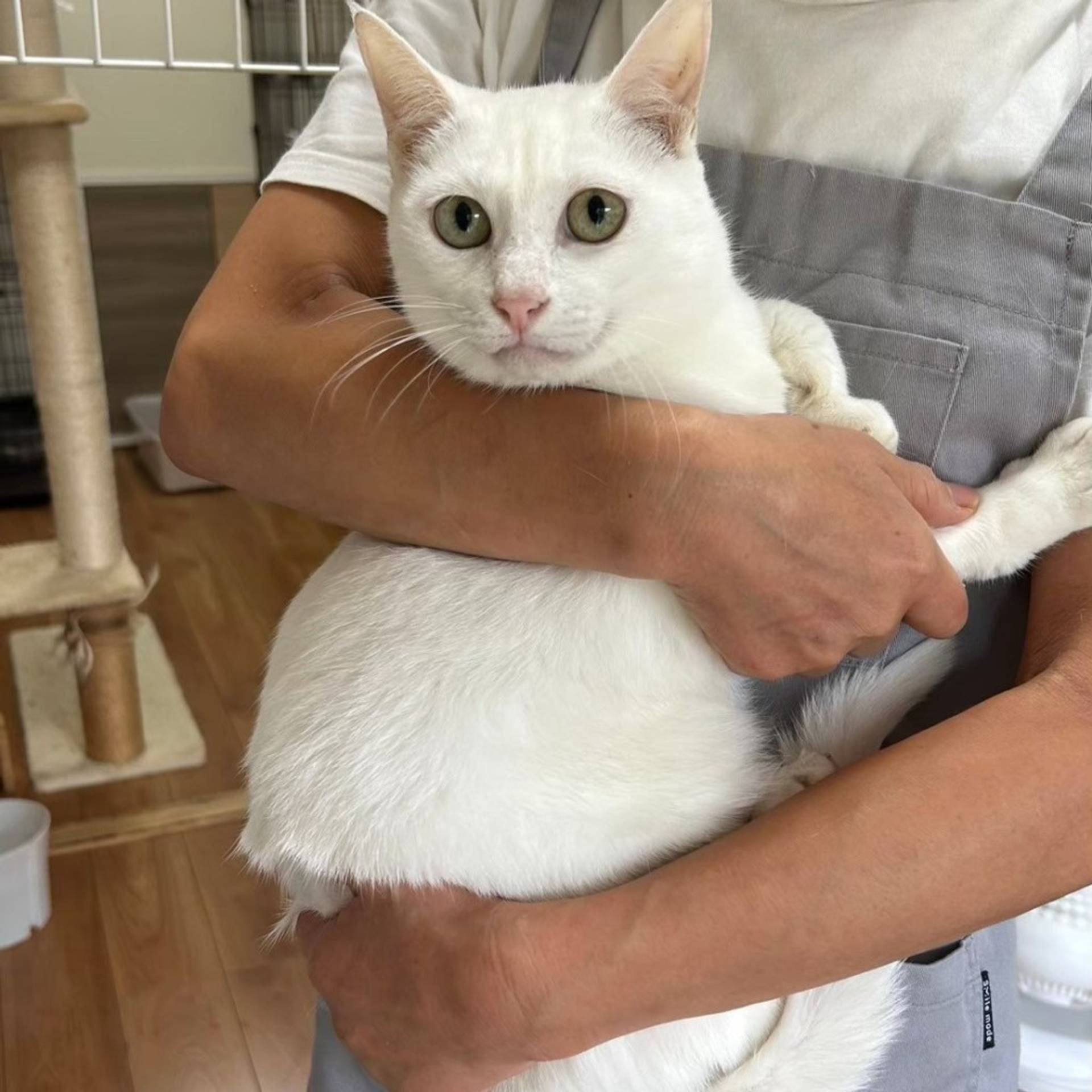 雑種（ミックス猫）・メスの里親募集の写真