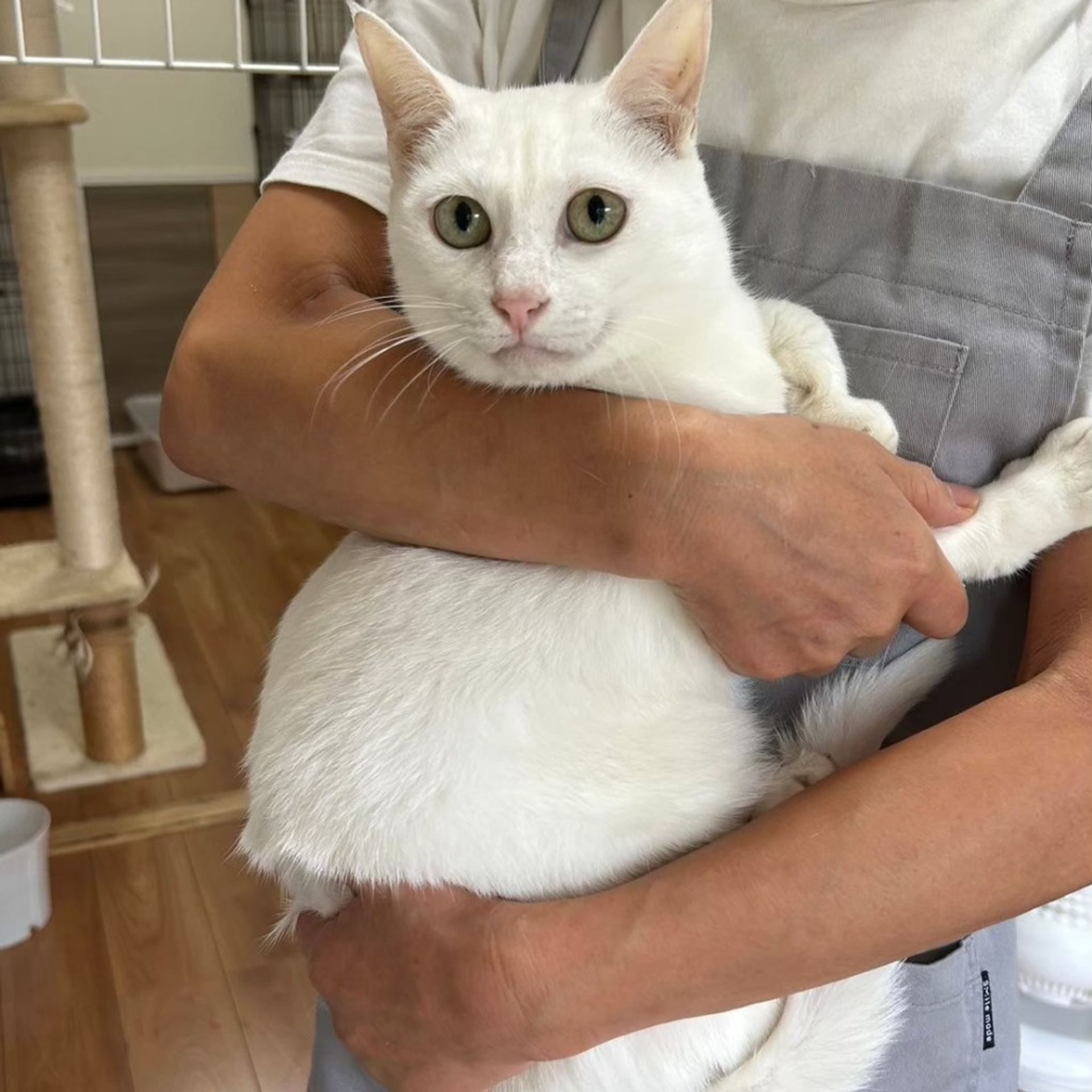 雑種（ミックス猫）・メスの里親募集の写真