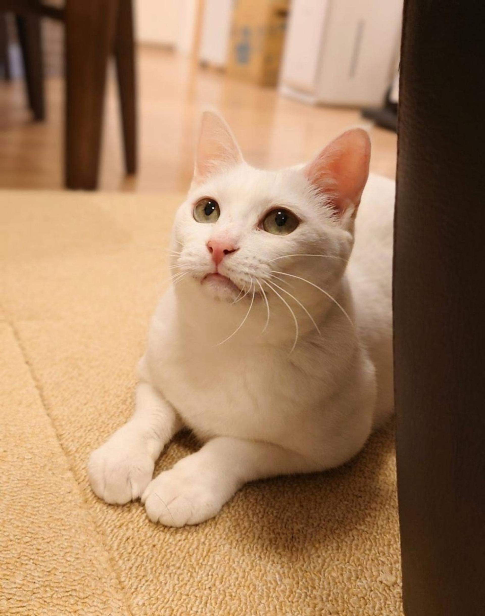 pet-image-2