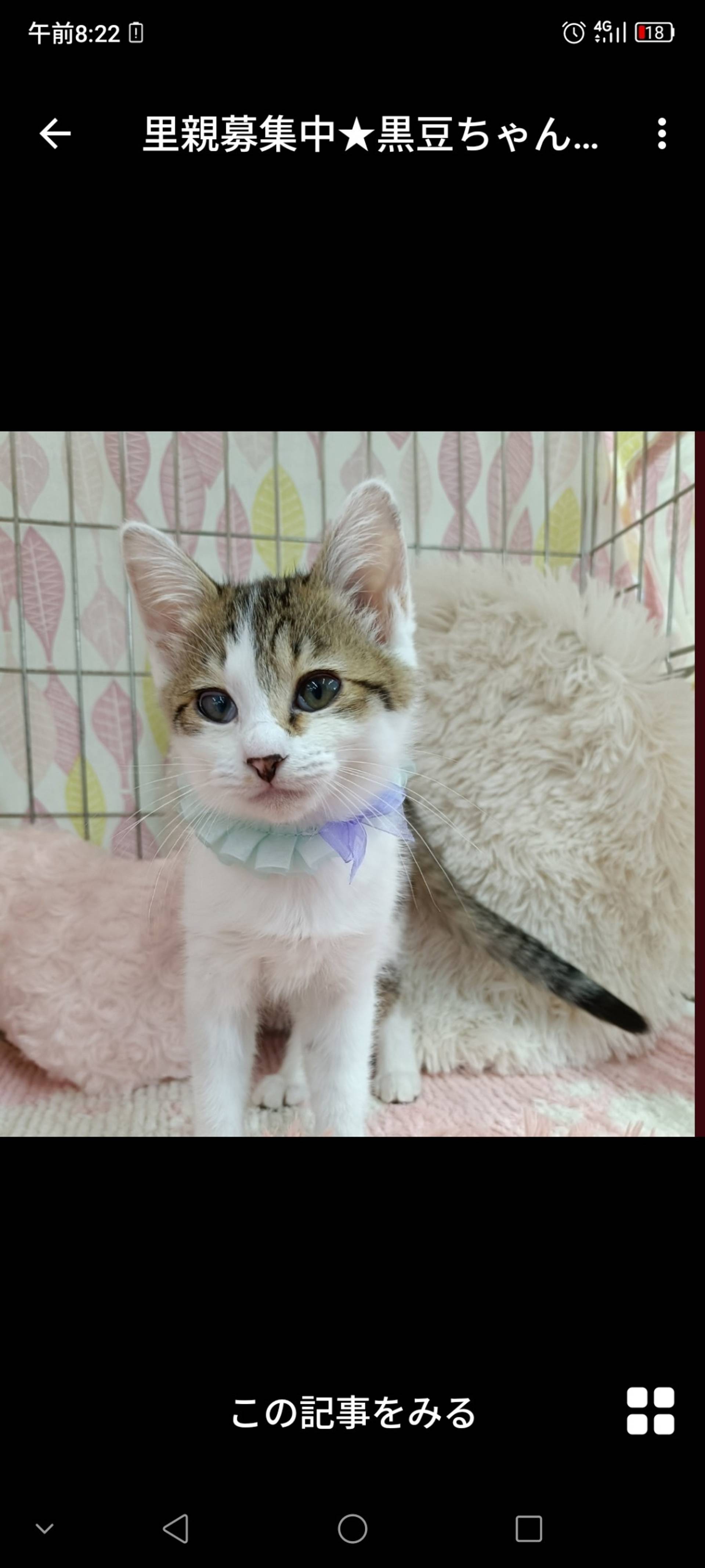 雑種（ミックス猫）・メスの里親募集の写真
