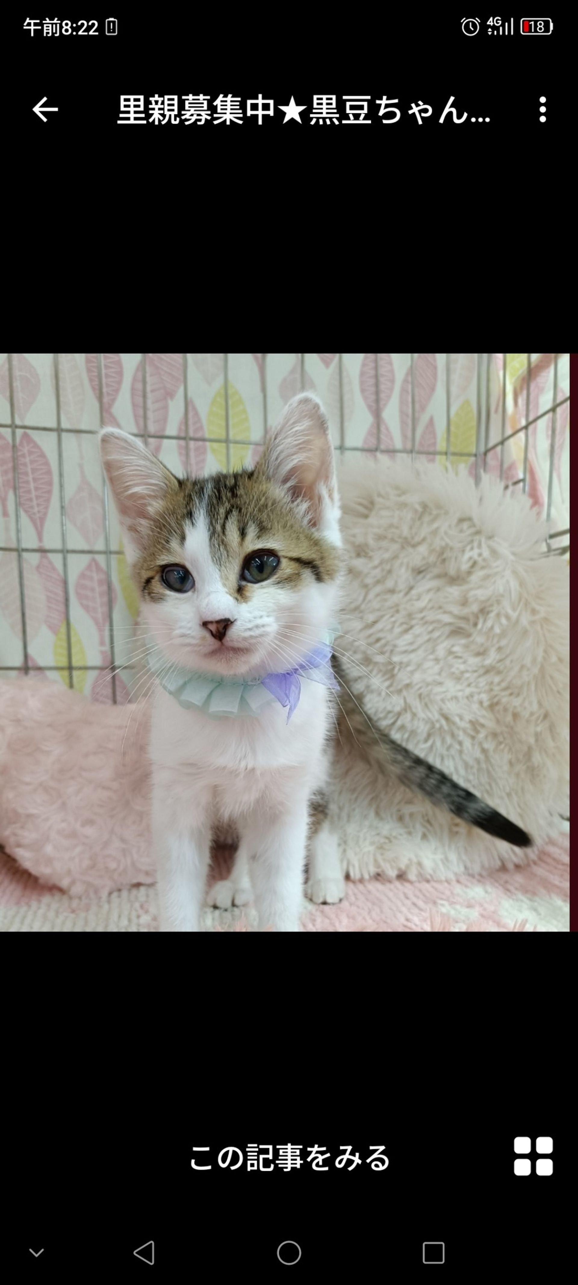 雑種（ミックス猫）・メスの里親募集の写真