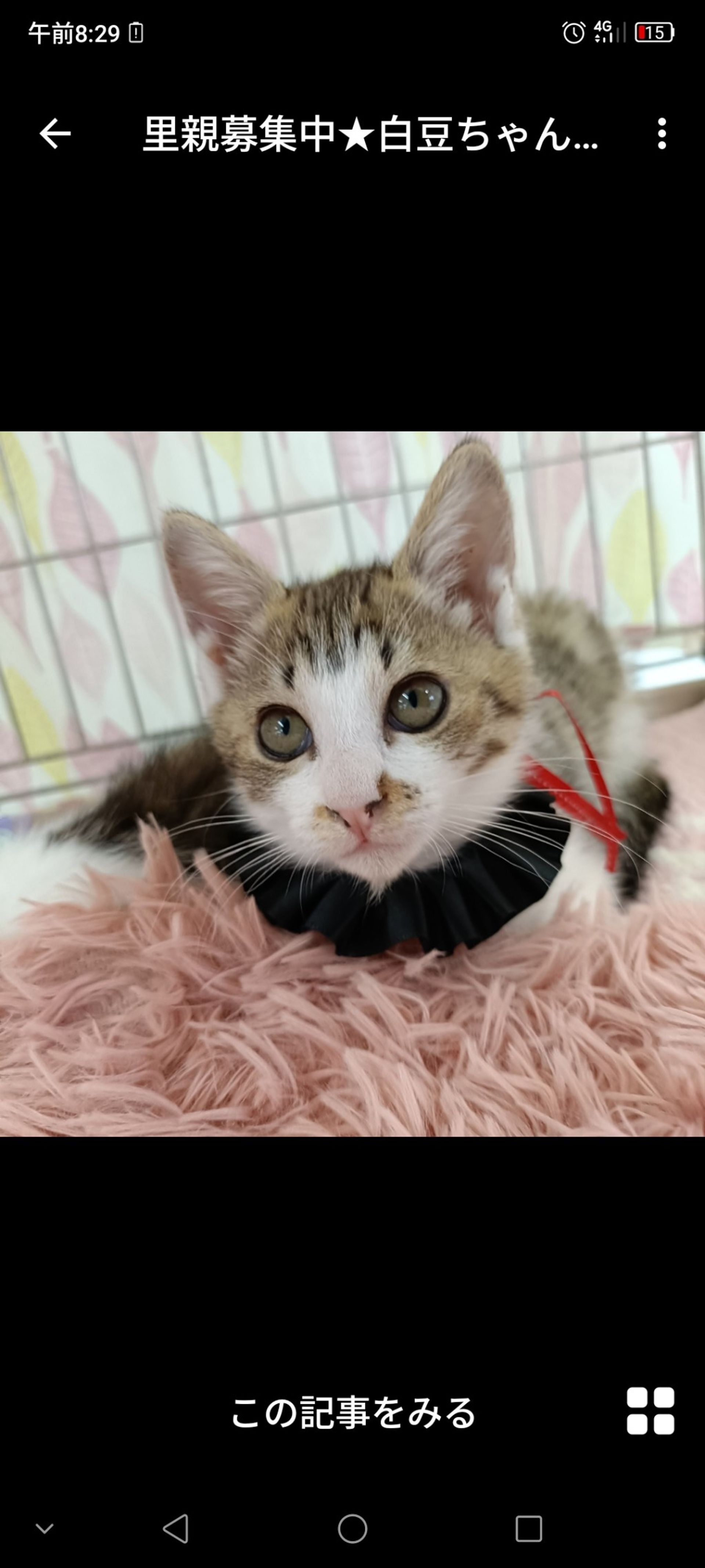 雑種（ミックス猫）・メスの里親募集の写真
