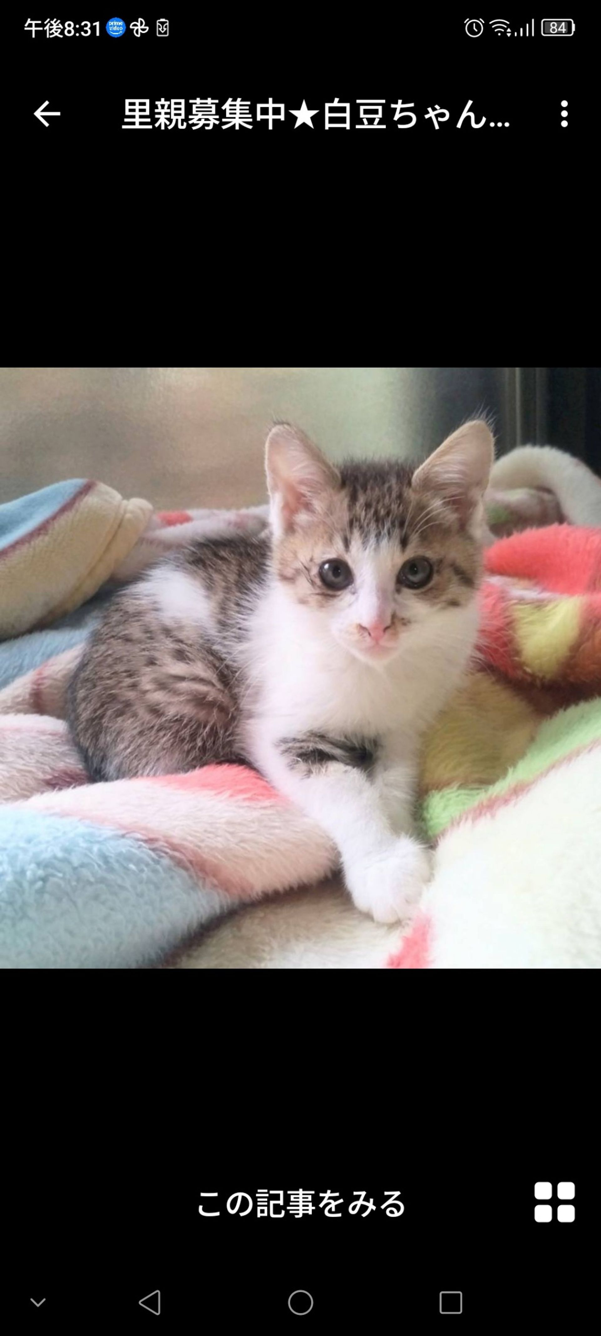 雑種（ミックス猫）・メスの里親募集の写真