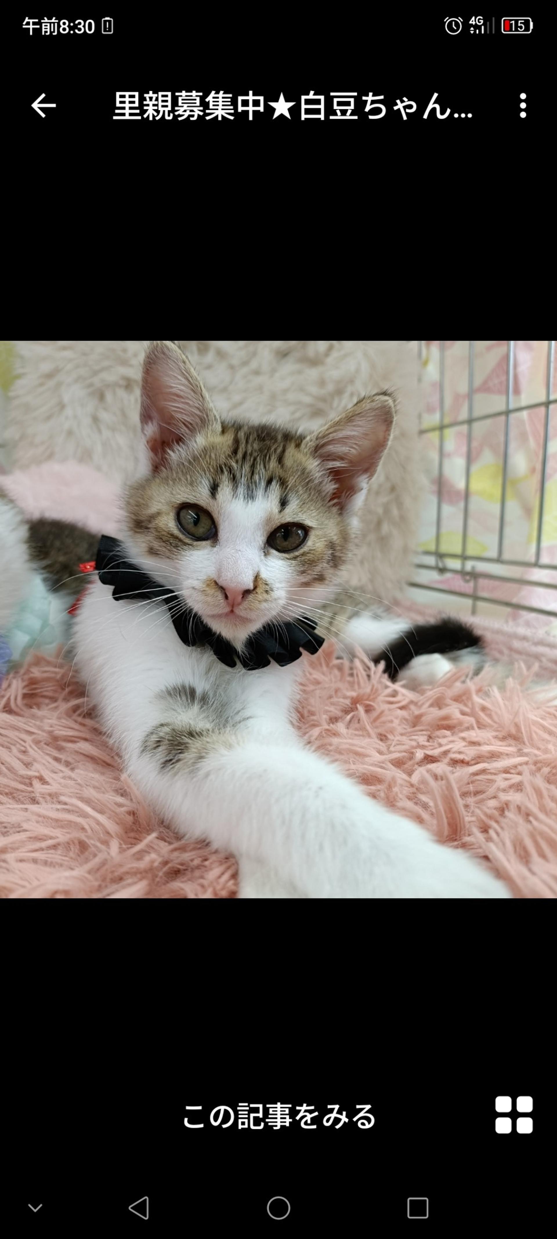 pet-image-3