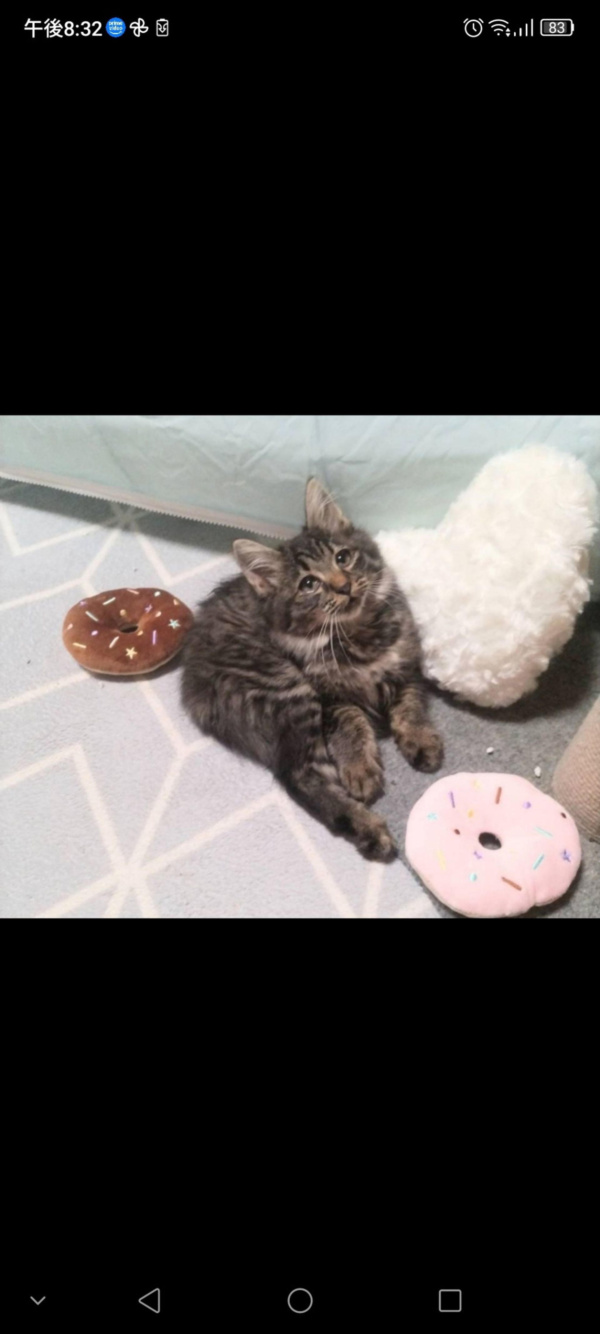 雑種（ミックス猫）・メスの里親募集の写真