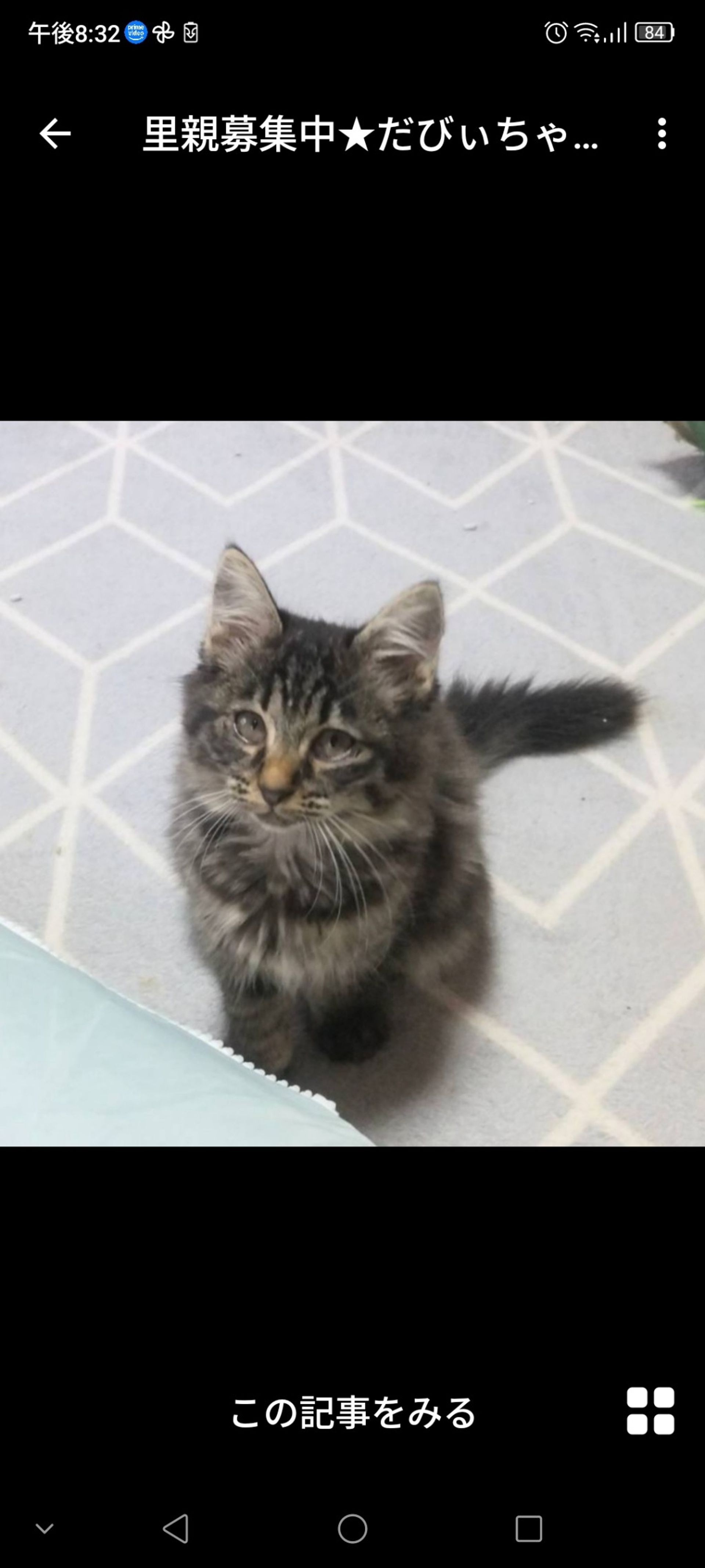 雑種（ミックス猫）・メスの里親募集の写真