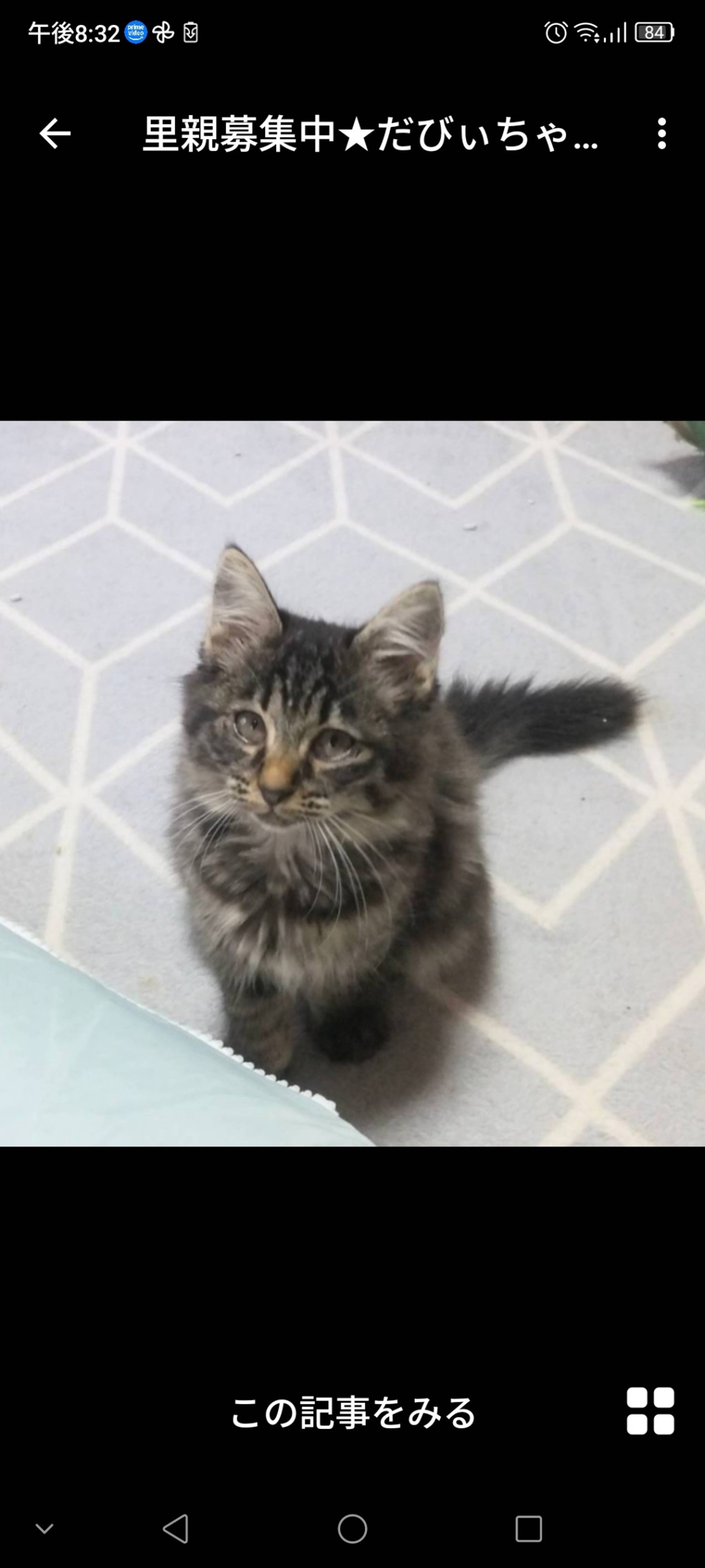 雑種（ミックス猫）・メスの里親募集の写真