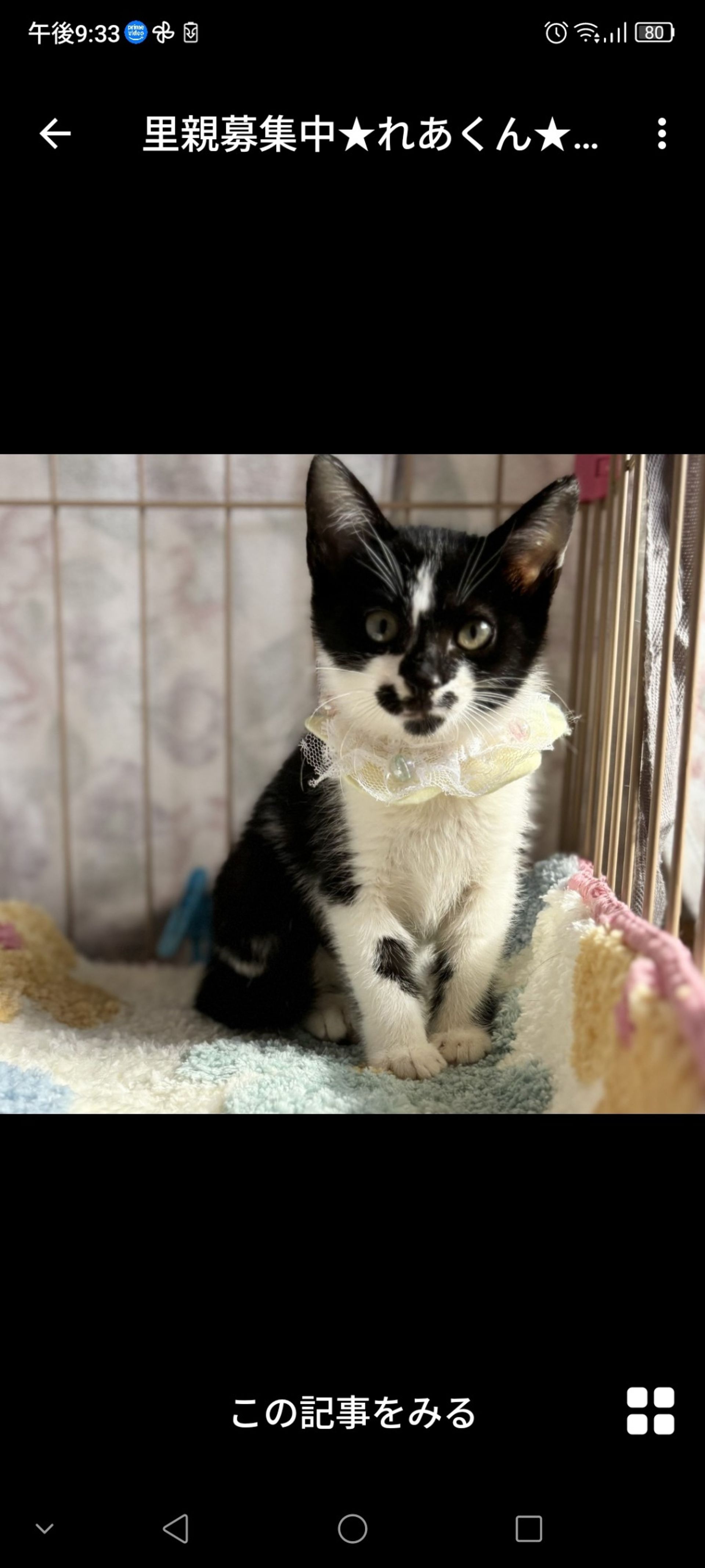 雑種（ミックス猫）・オスの里親募集の写真