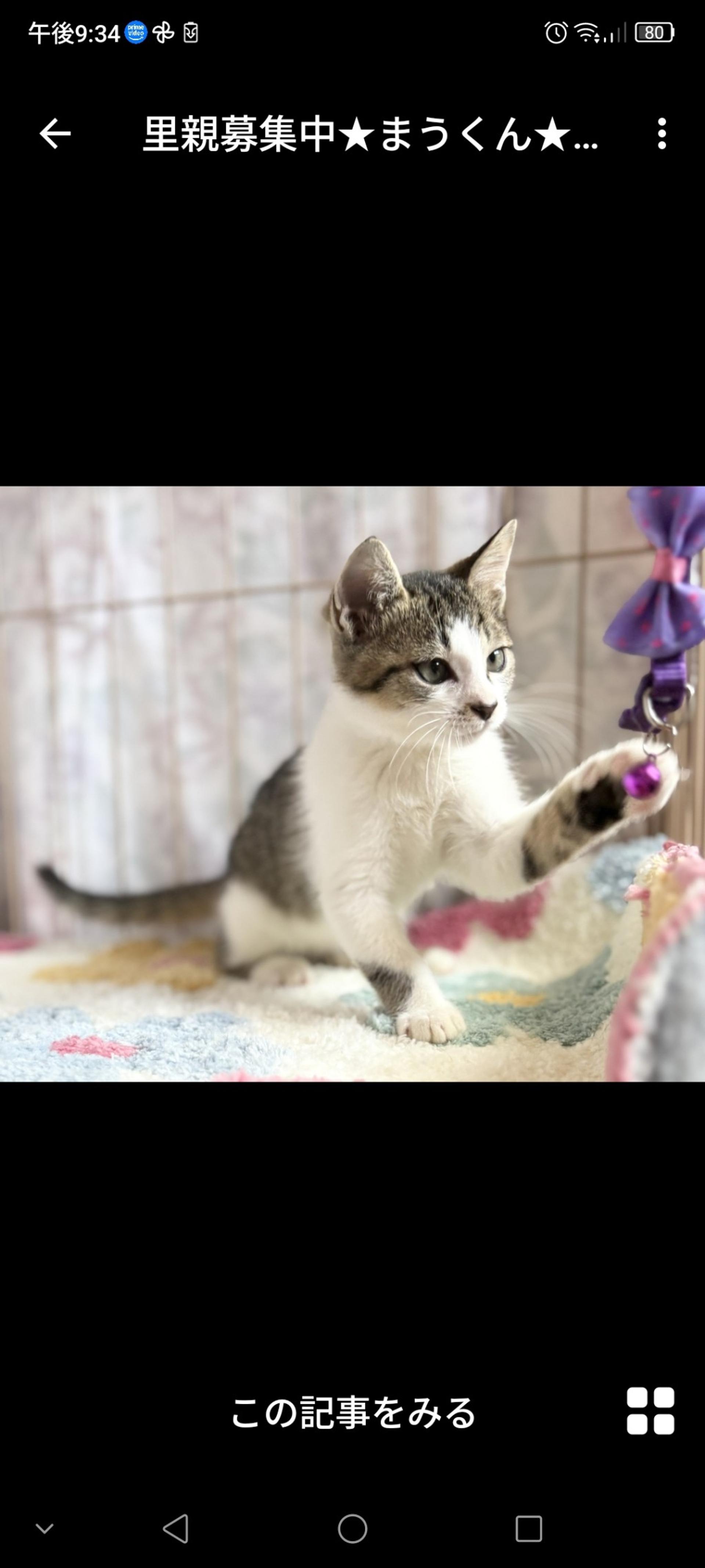 pet-image-3