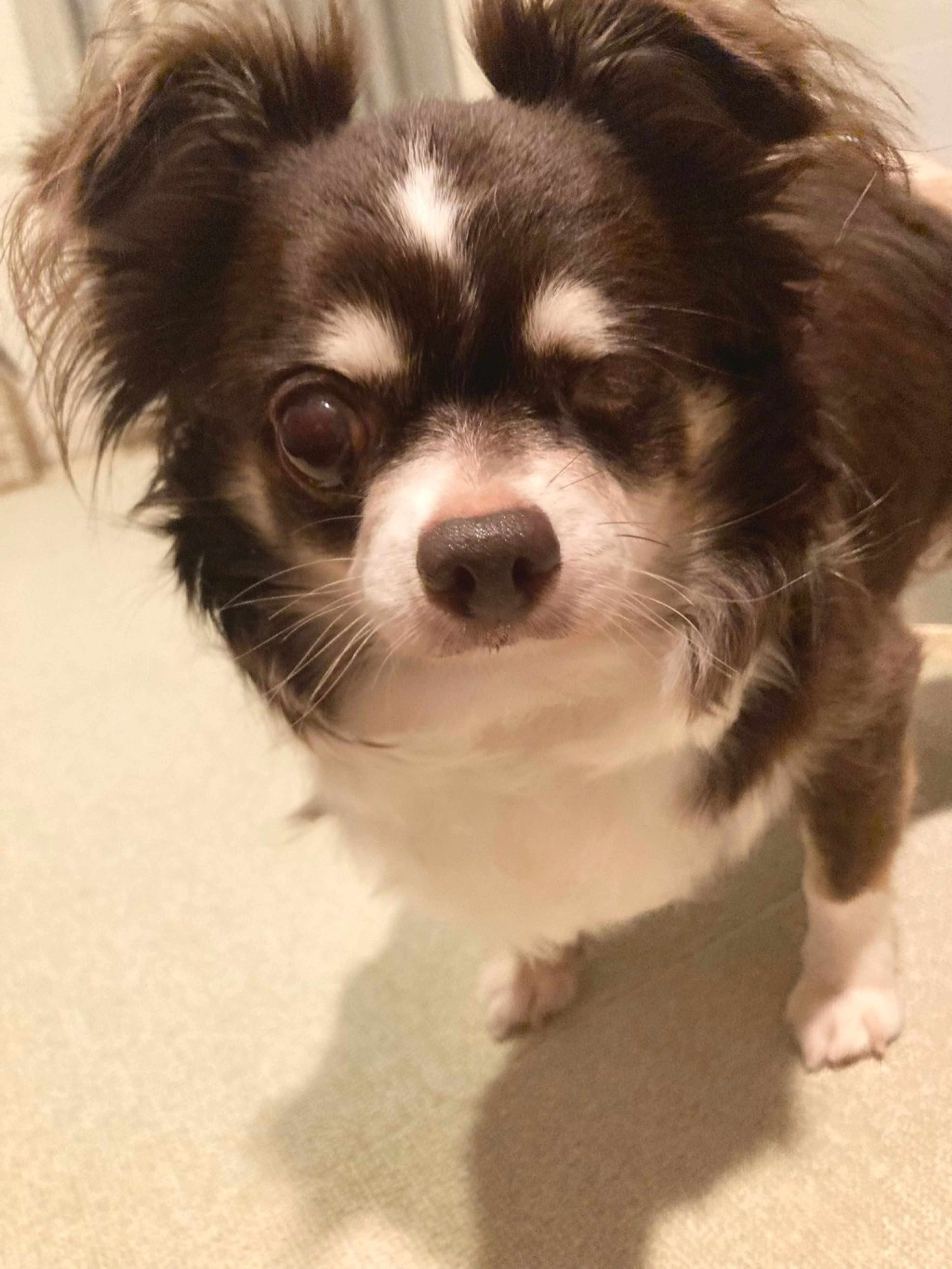 pet-image-2