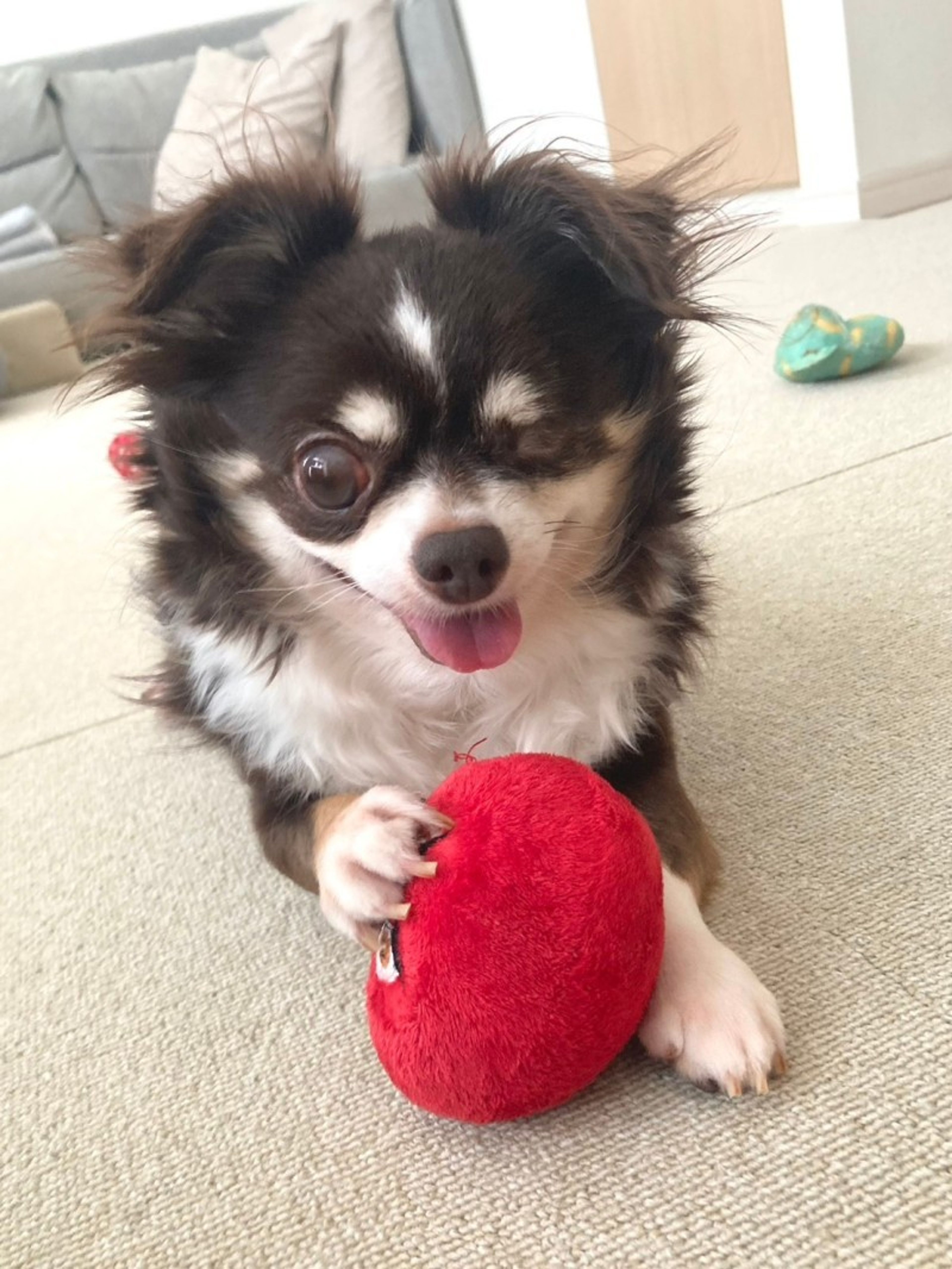 pet-image-3