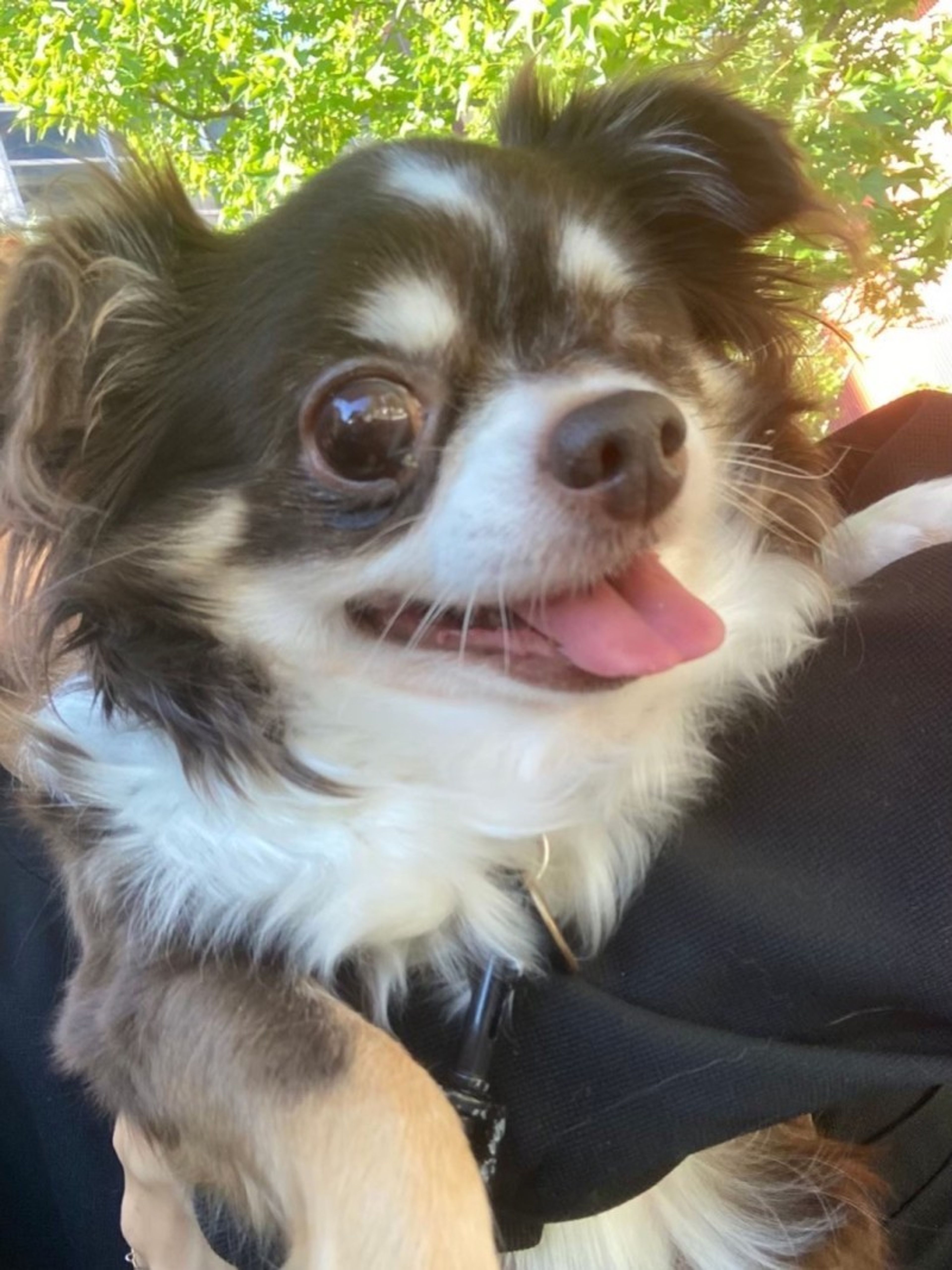 pet-image-4