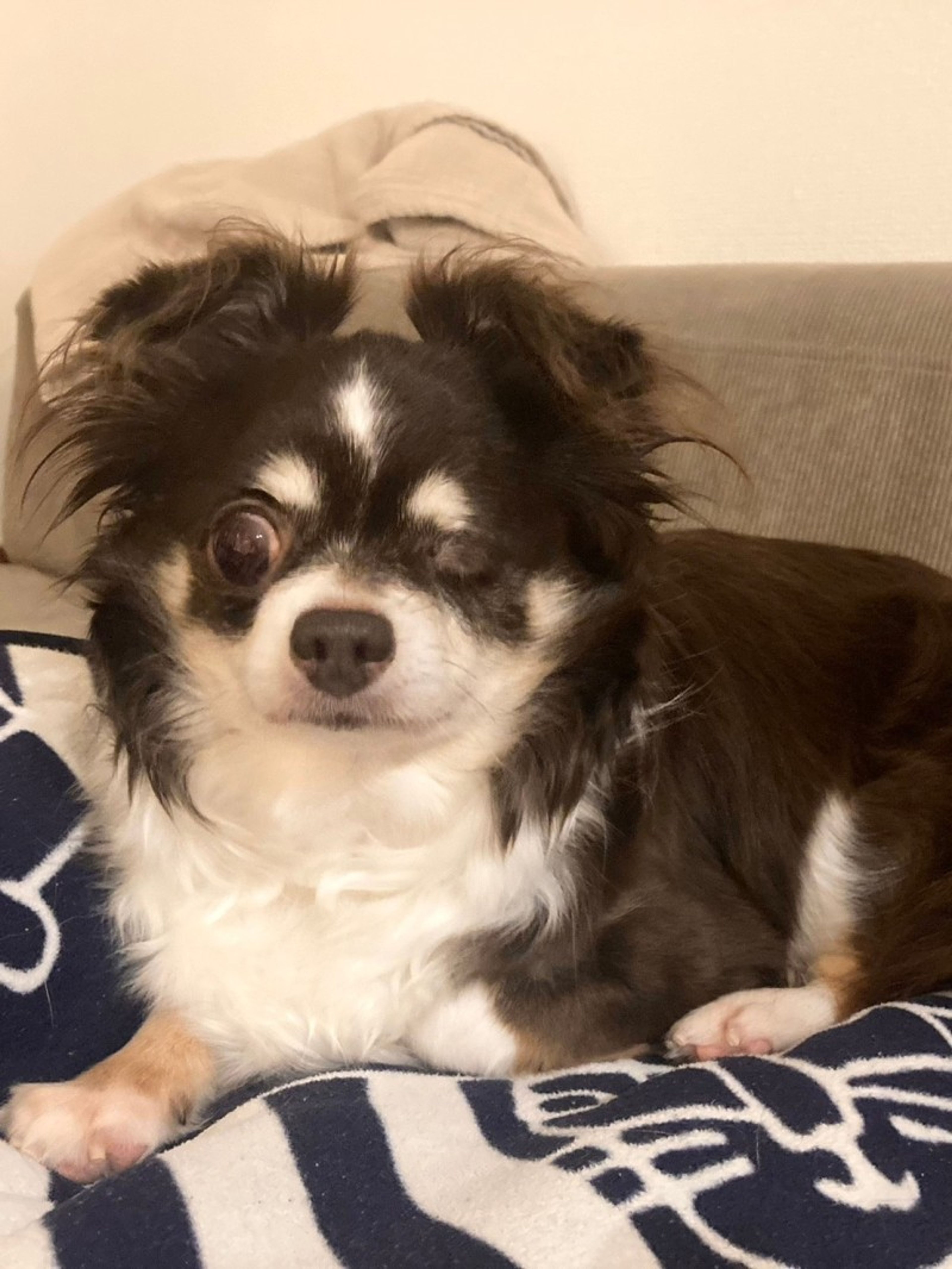 pet-image-5