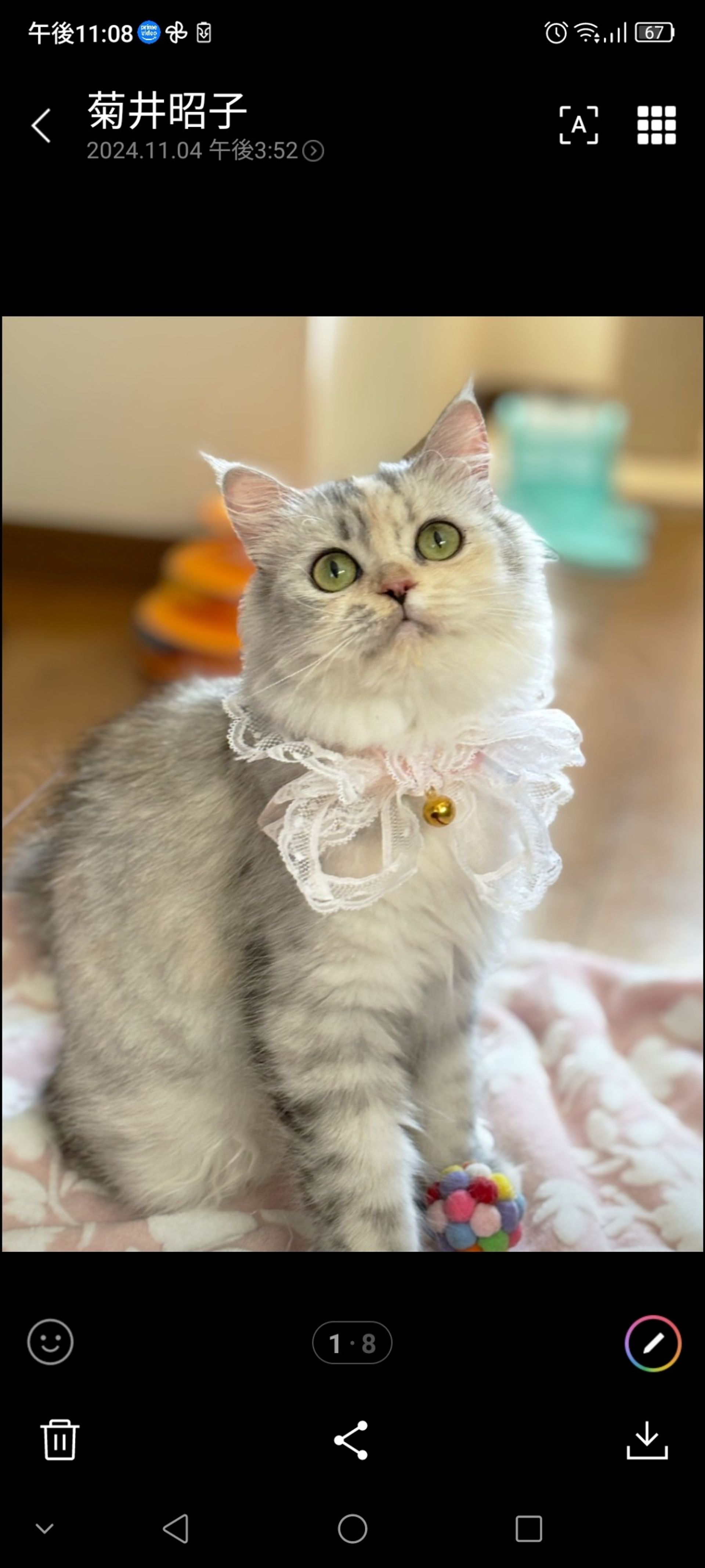 雑種（ミックス猫）・メスの里親募集の写真