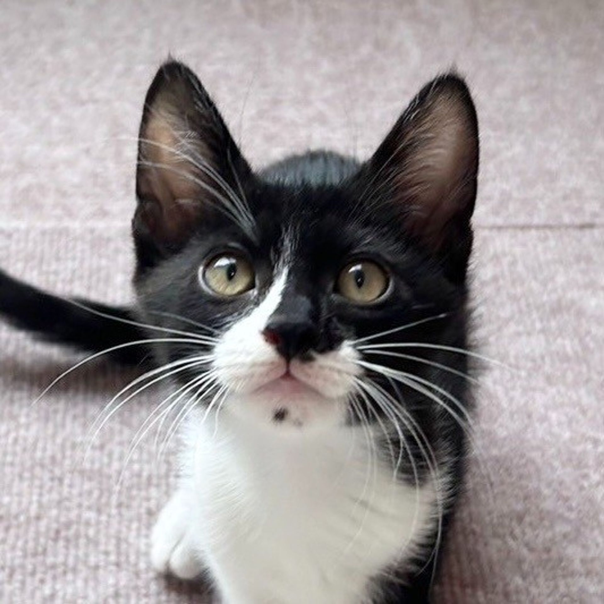 雑種（ミックス猫）・オスの里親募集の写真