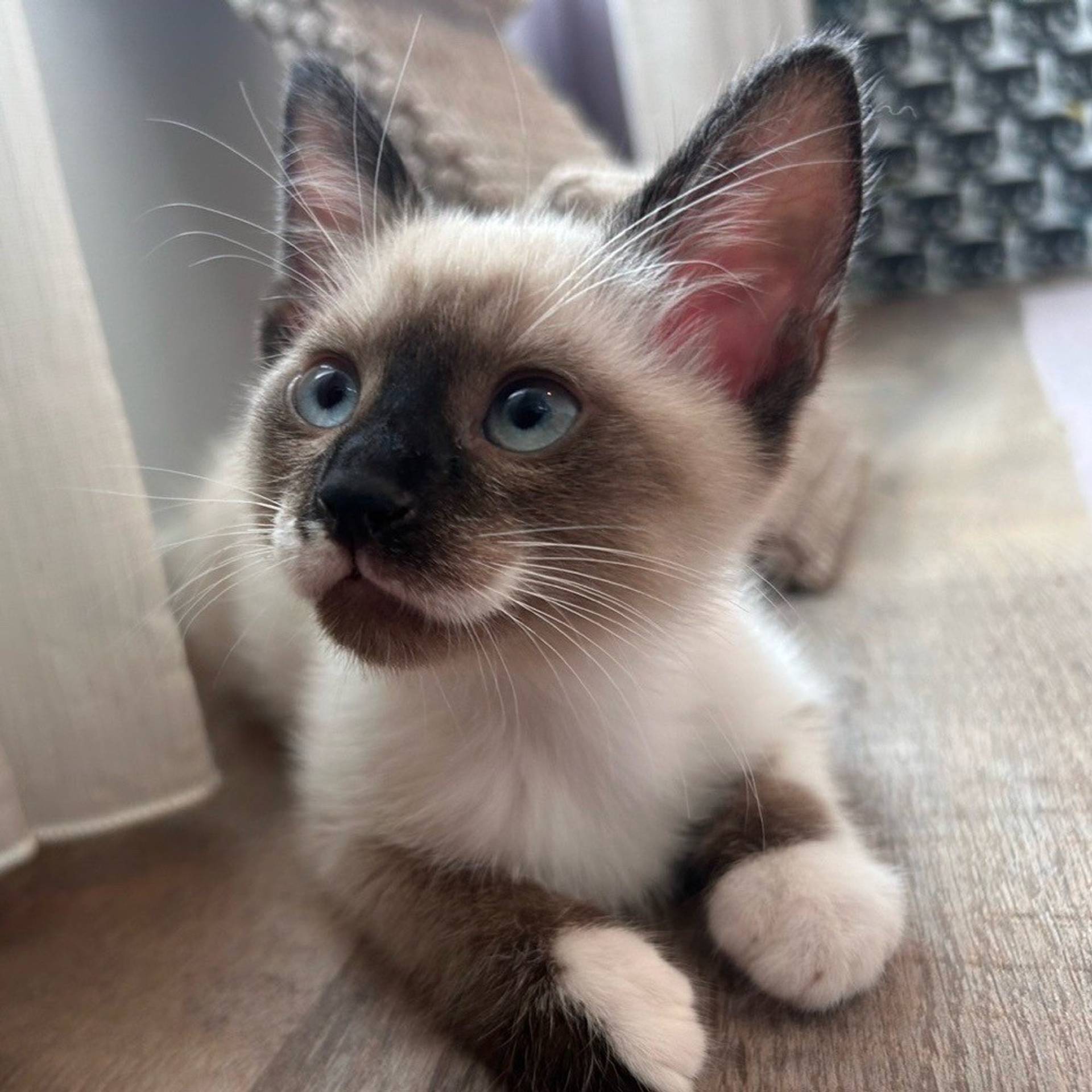 雑種（ミックス猫）・オスの里親募集の写真