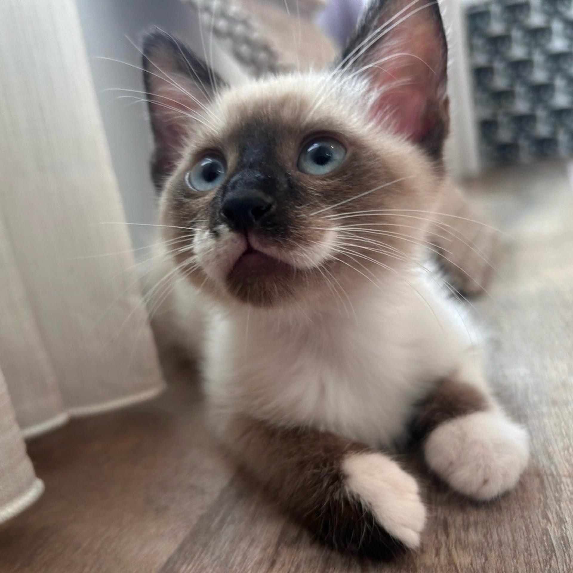 pet-image-4