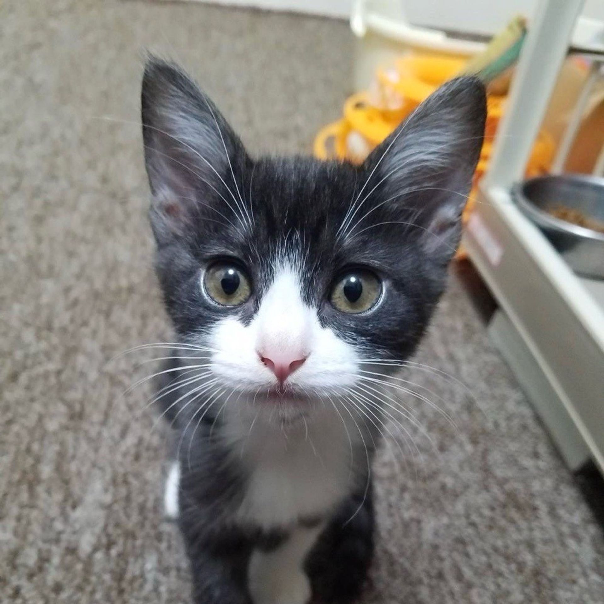 雑種（ミックス猫）・メスの里親募集の写真