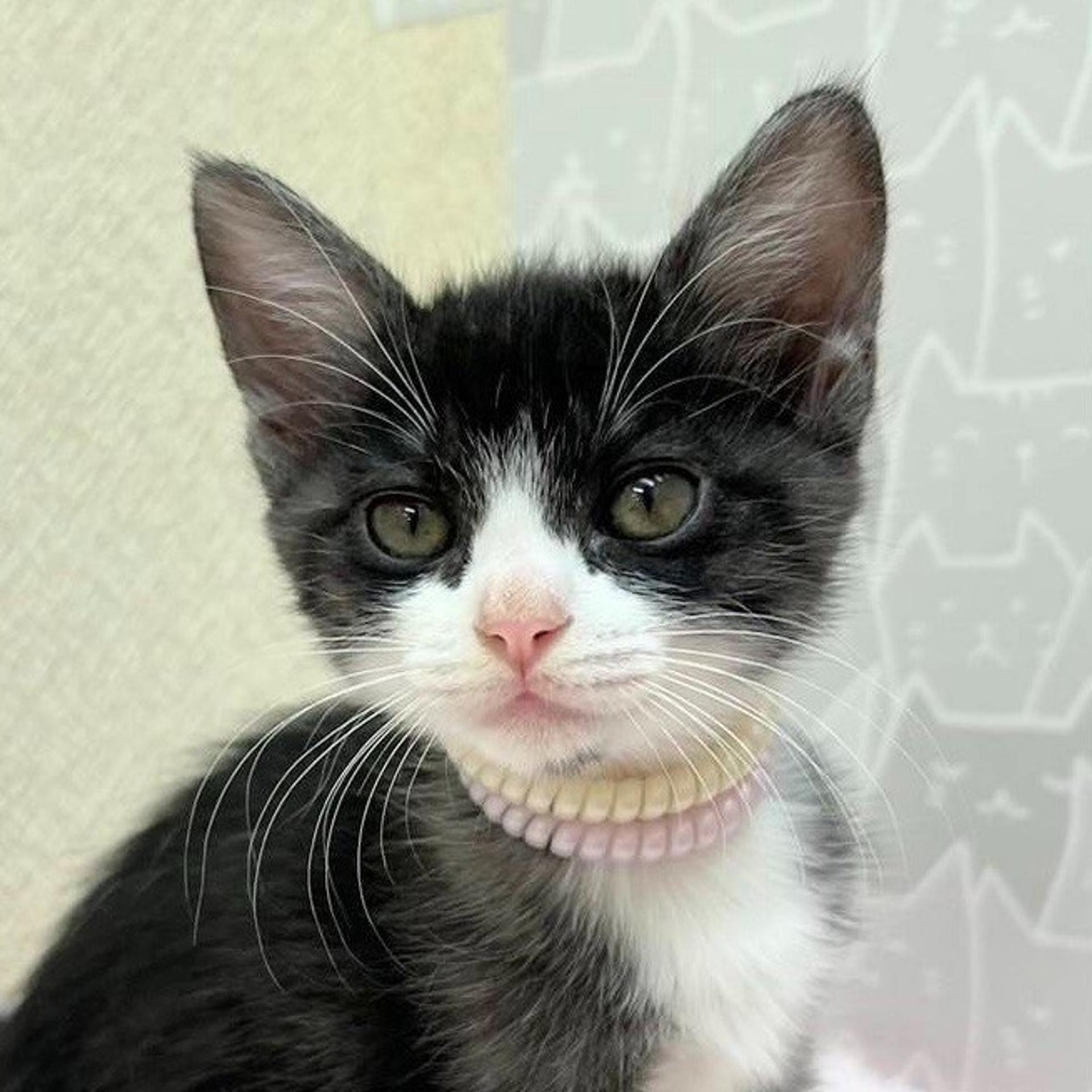 pet-image-3