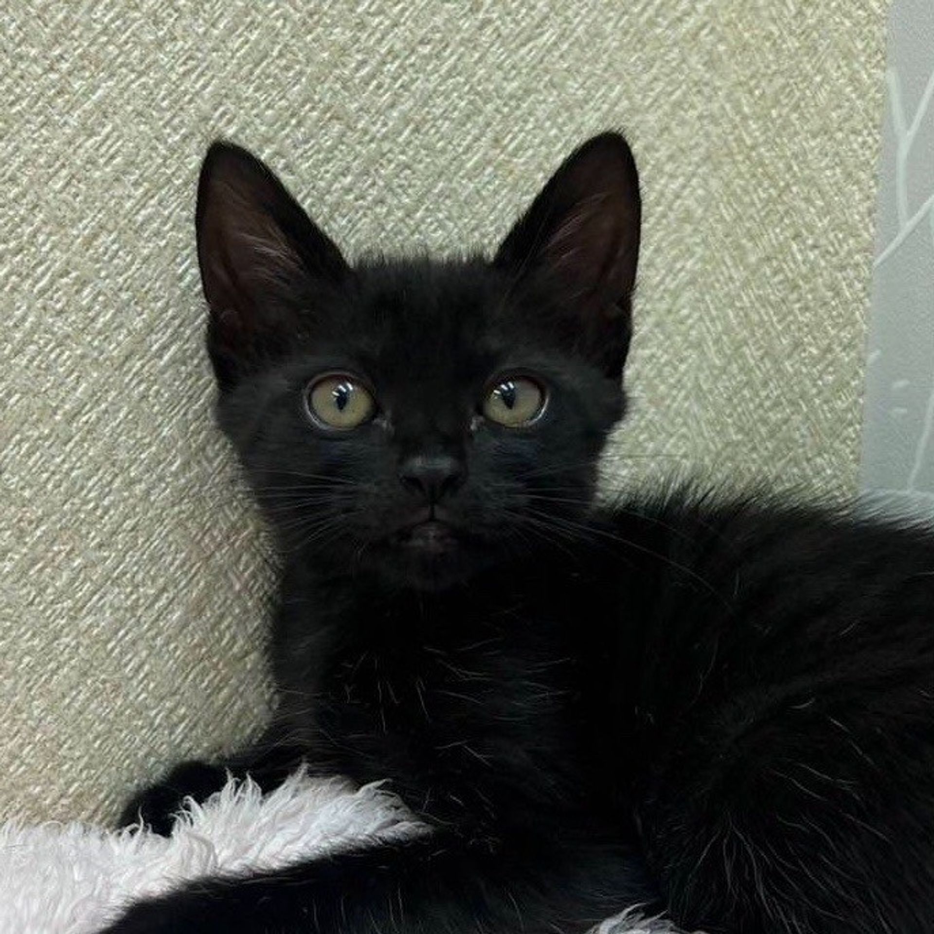 雑種（ミックス猫）・メスの里親募集の写真