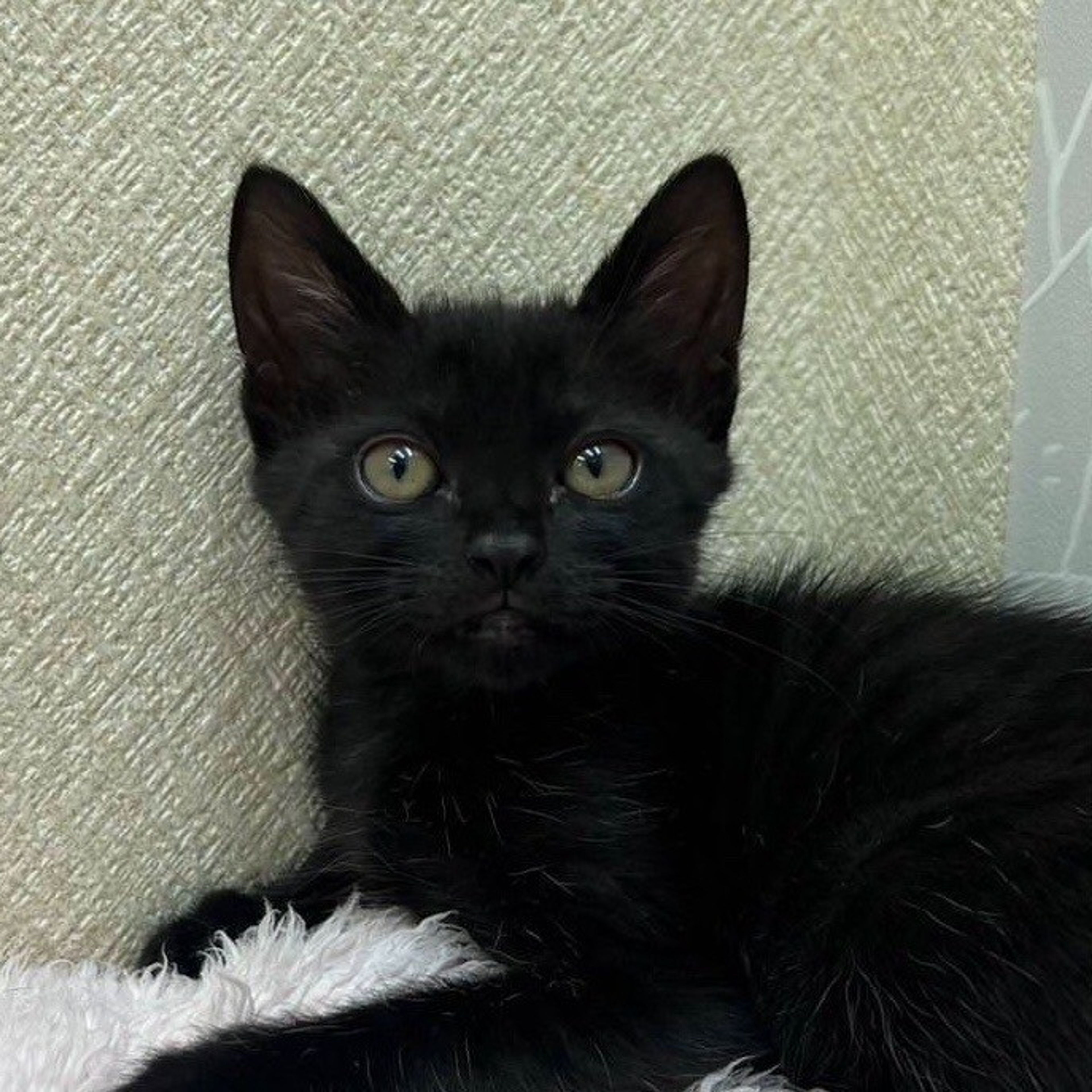 雑種（ミックス猫）・メスの里親募集の写真