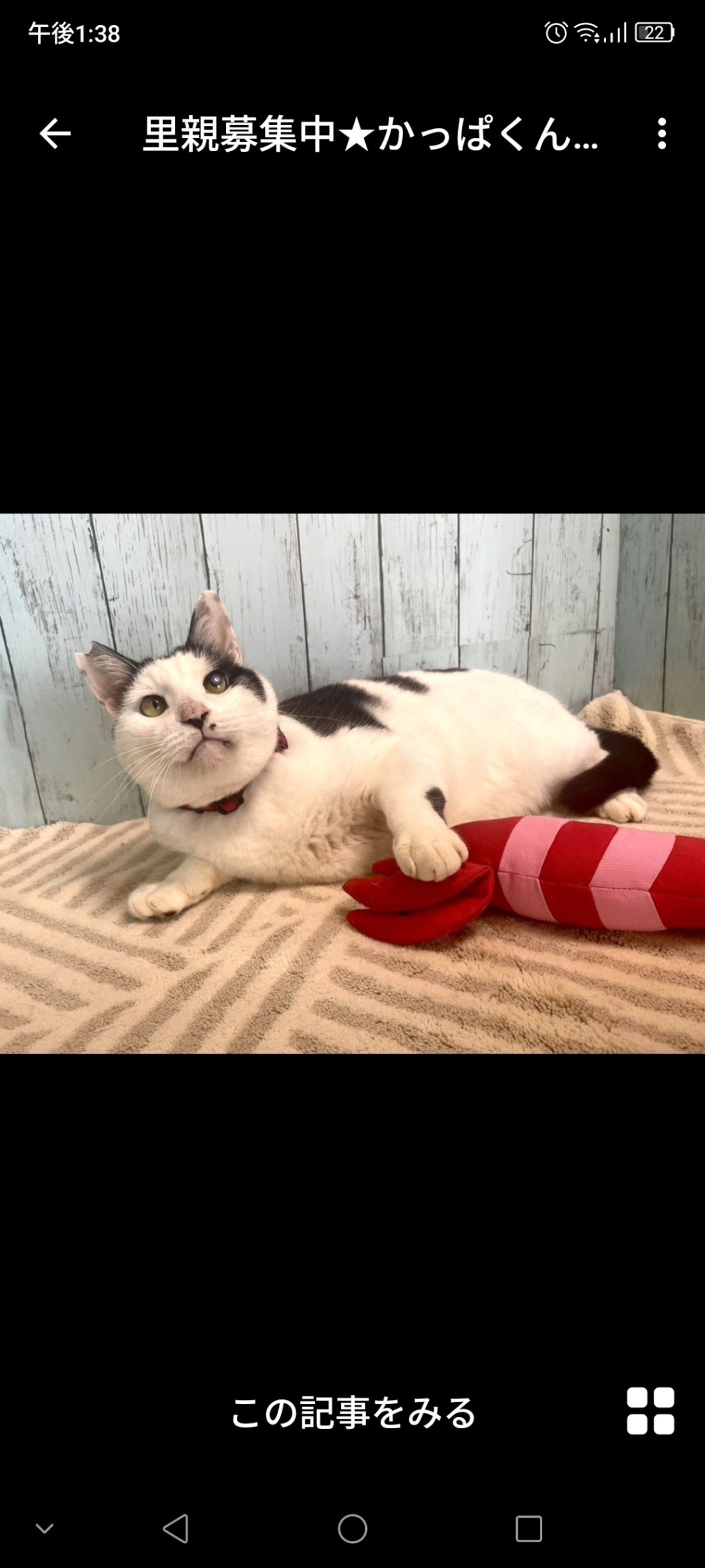 雑種（ミックス猫）・オスの里親募集の写真