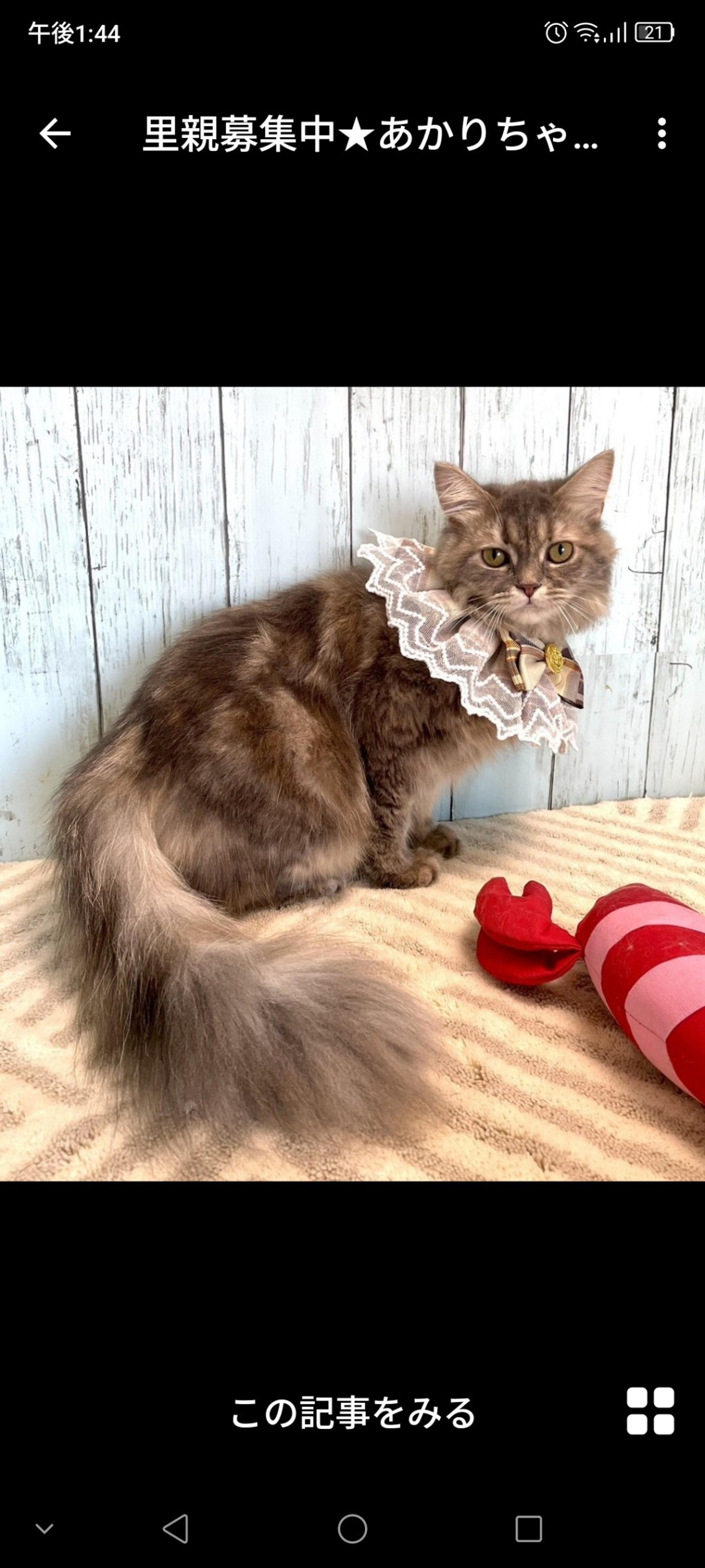 pet-image-3