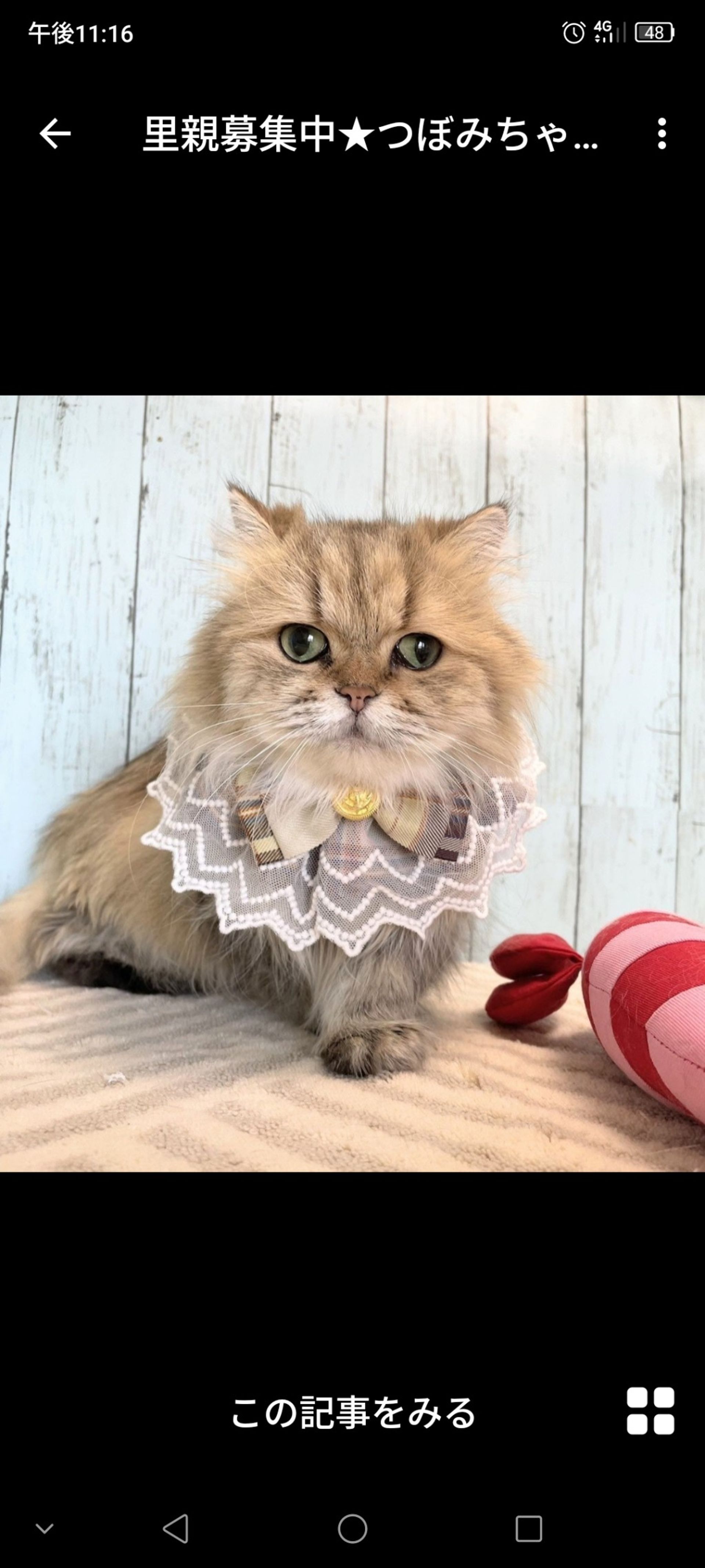 雑種（ミックス猫）・メスの里親募集の写真