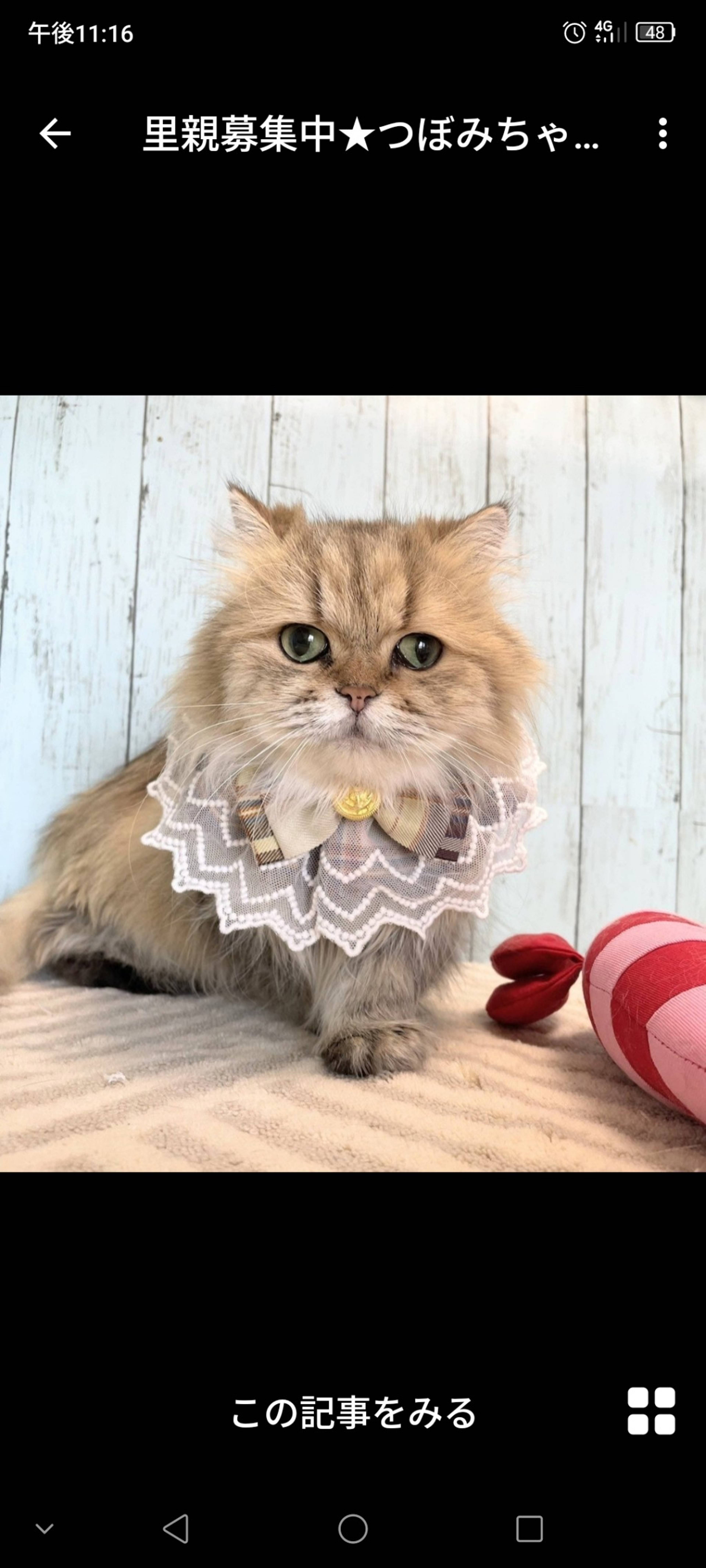 雑種（ミックス猫）・メスの里親募集の写真
