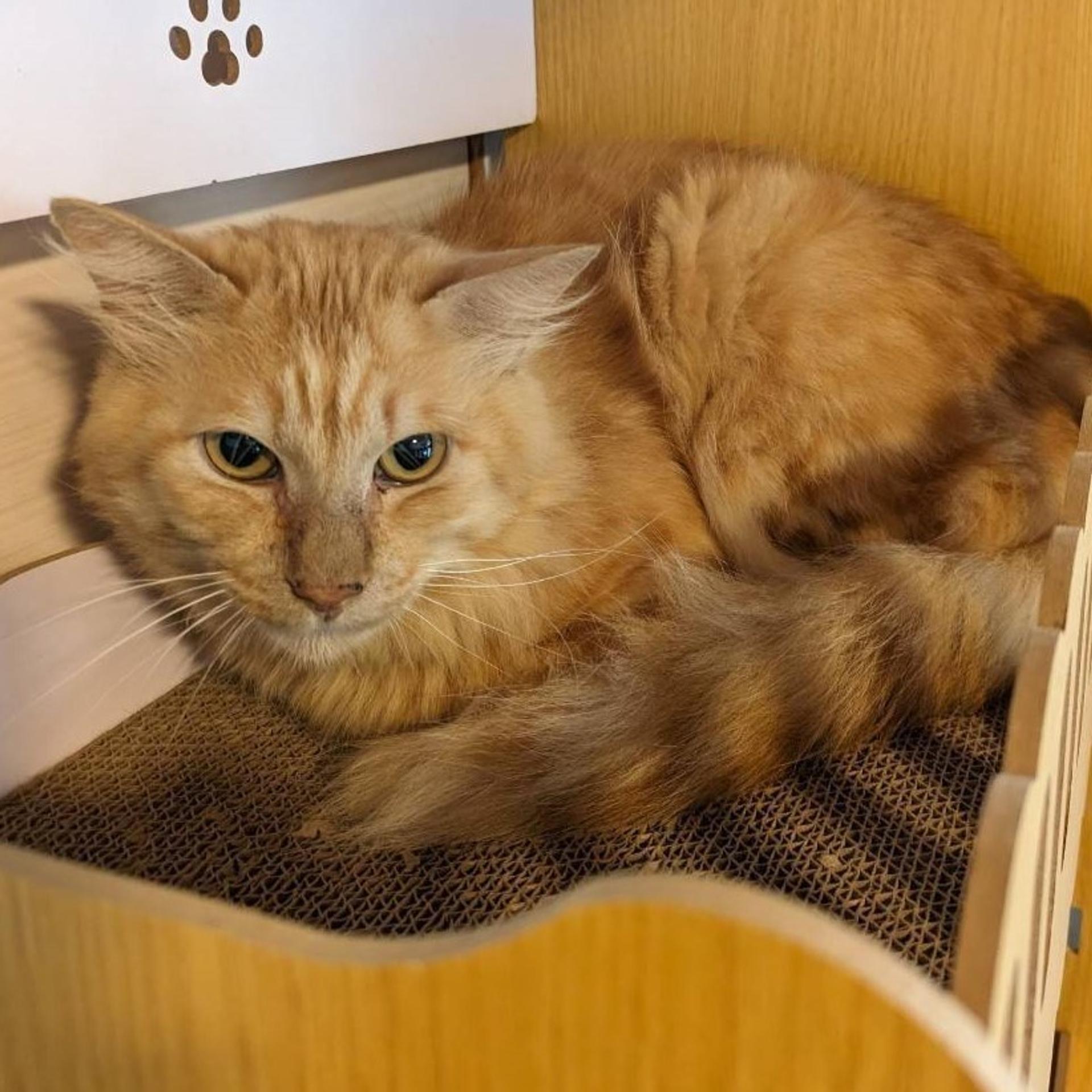 pet-image-7
