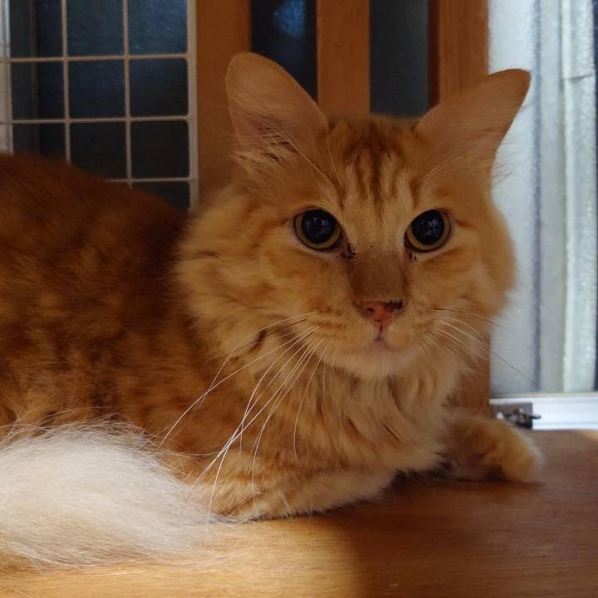 pet-image-8