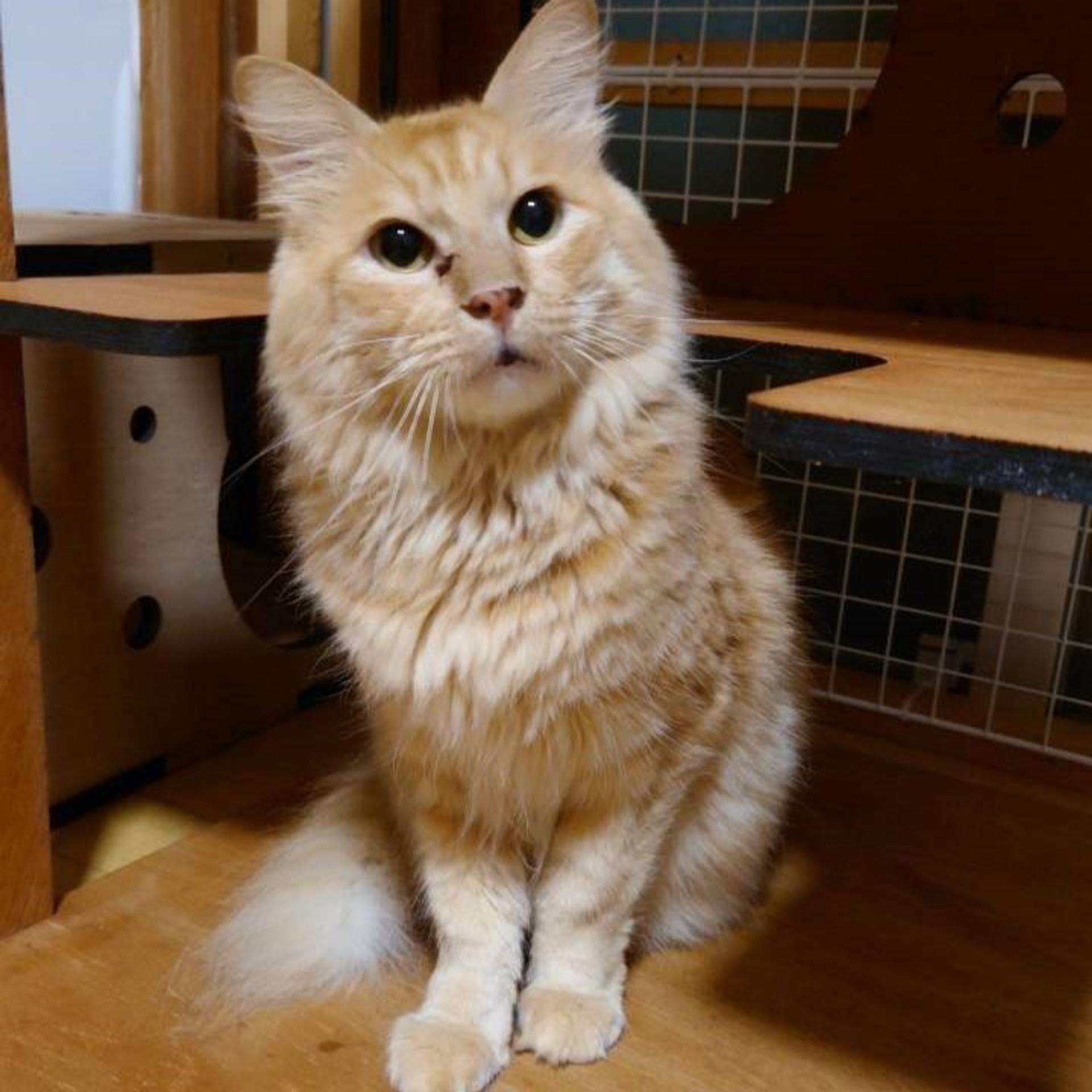 pet-image-5