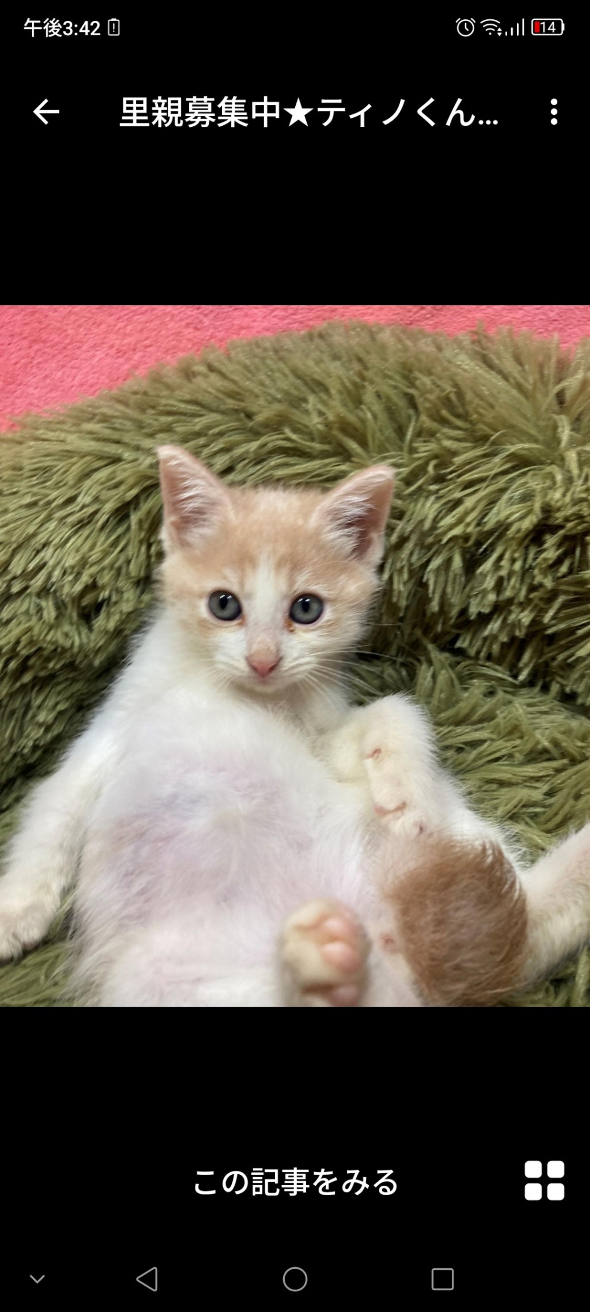 pet-image-2