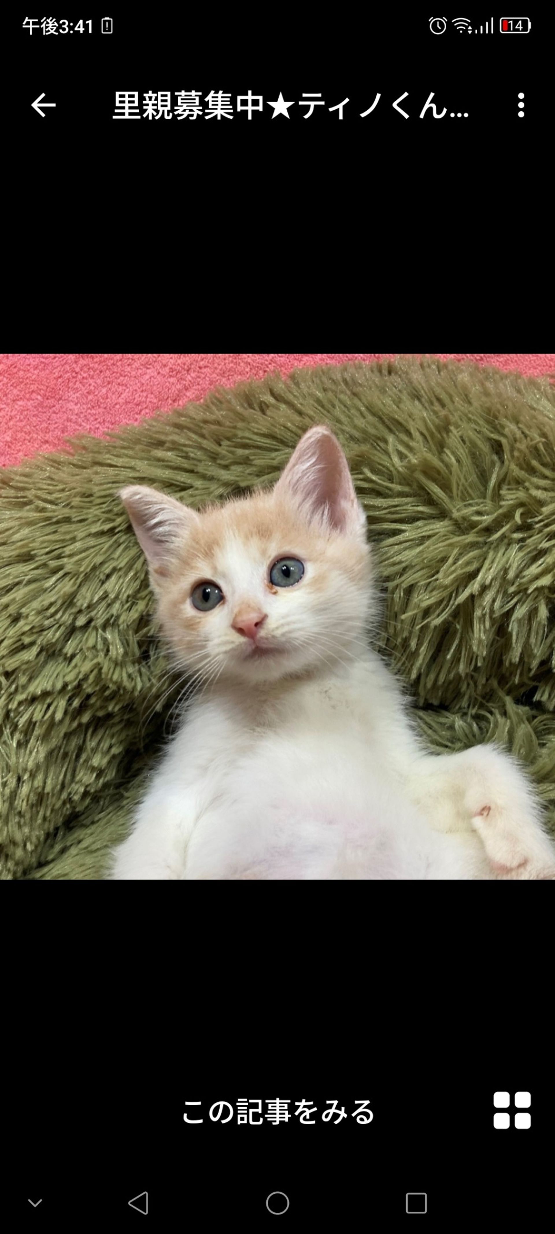 雑種（ミックス猫）・オスの里親募集の写真