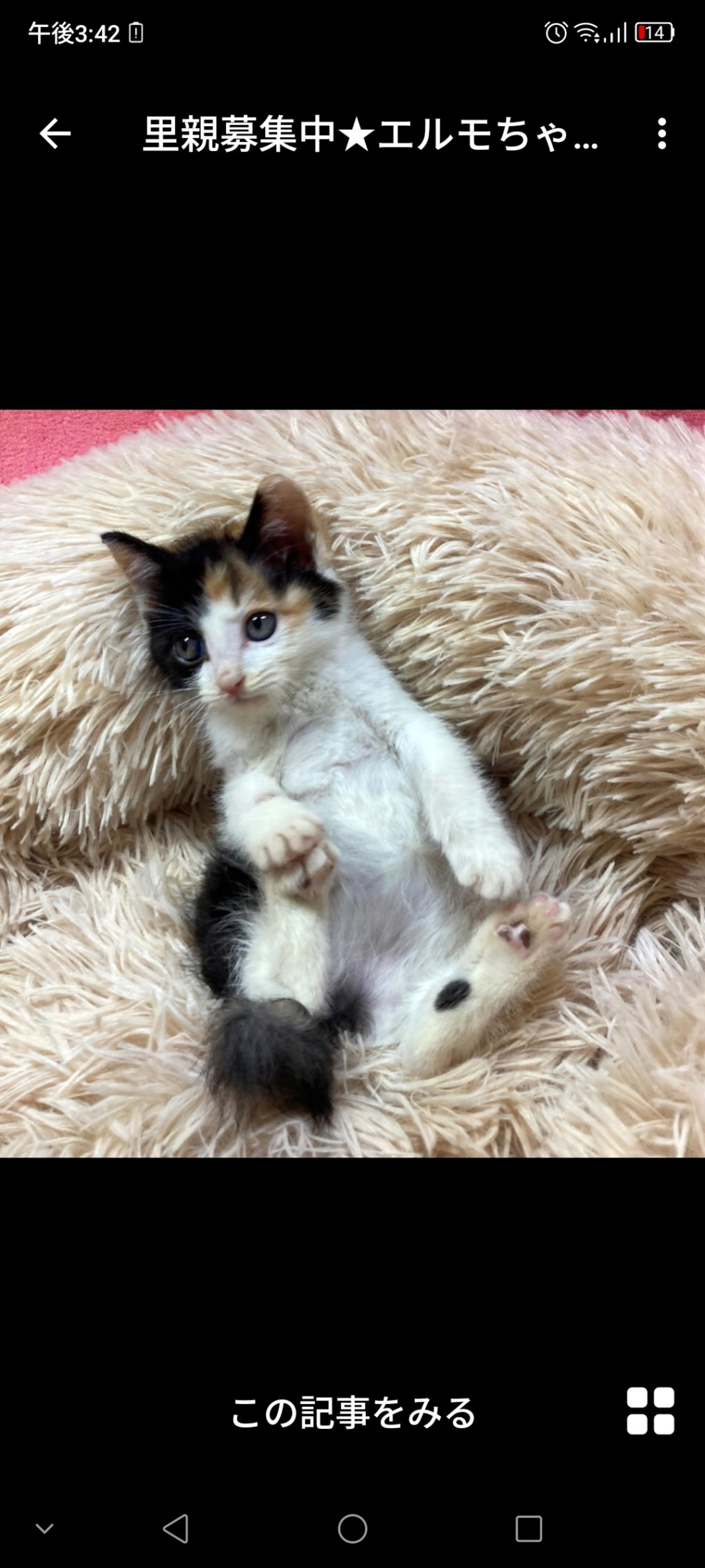 pet-image-2
