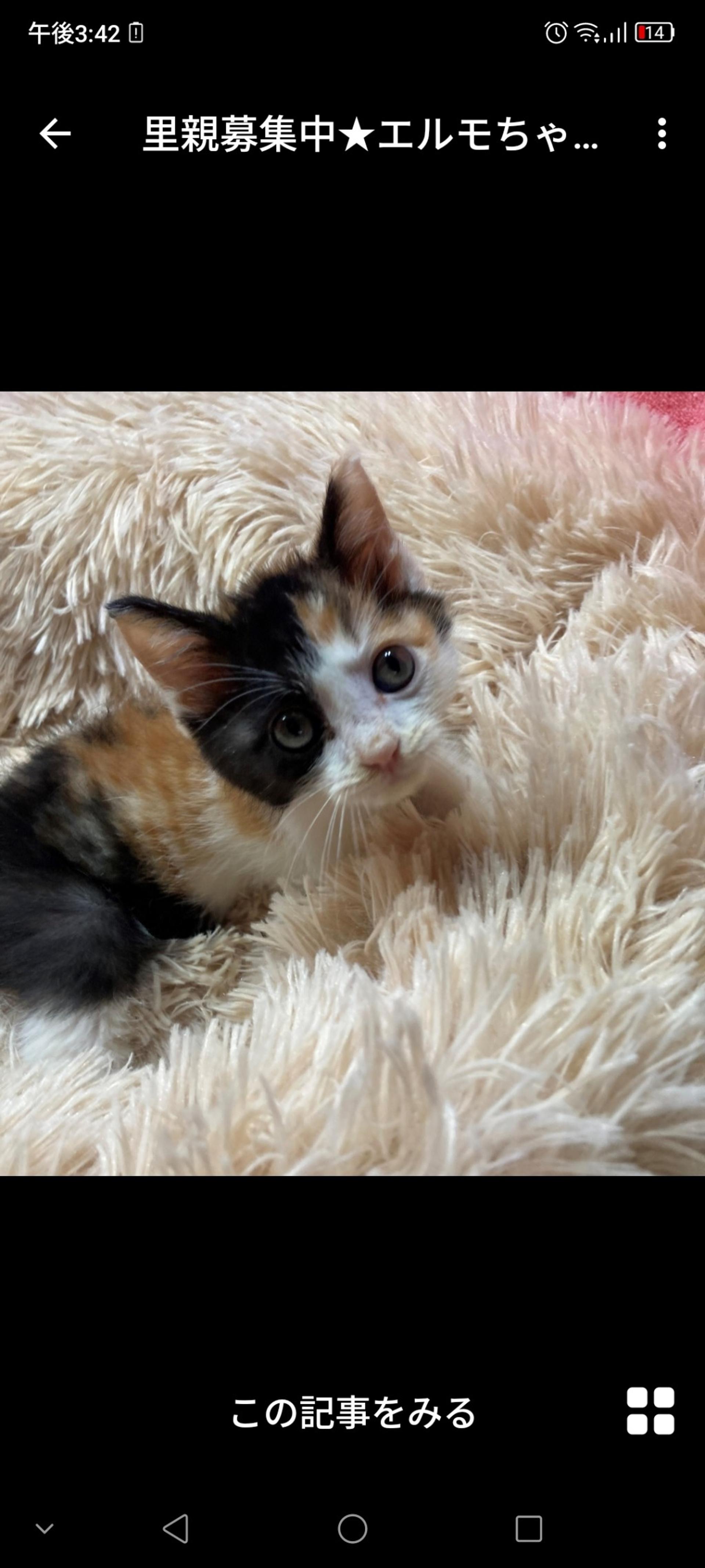 pet-image-3