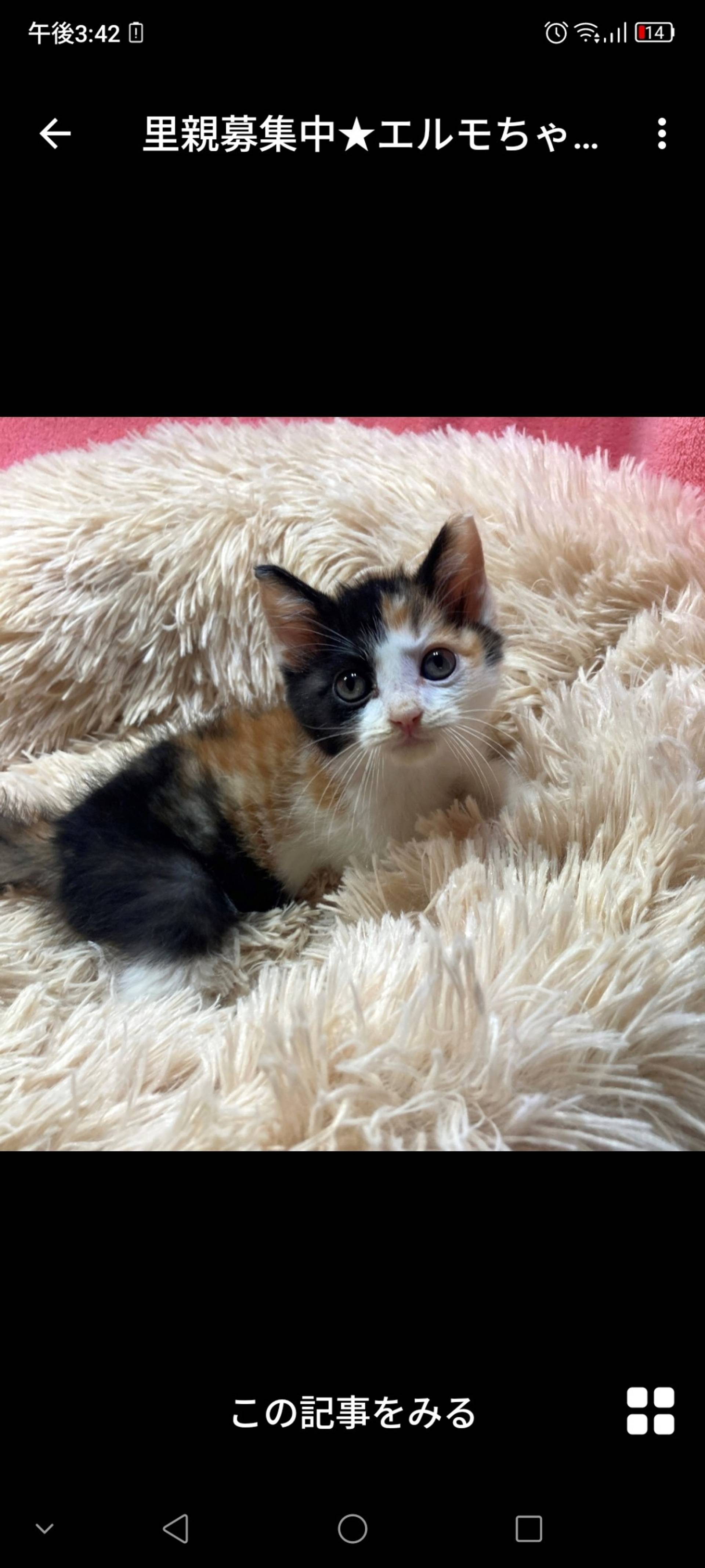 日本猫・メスの里親募集の写真