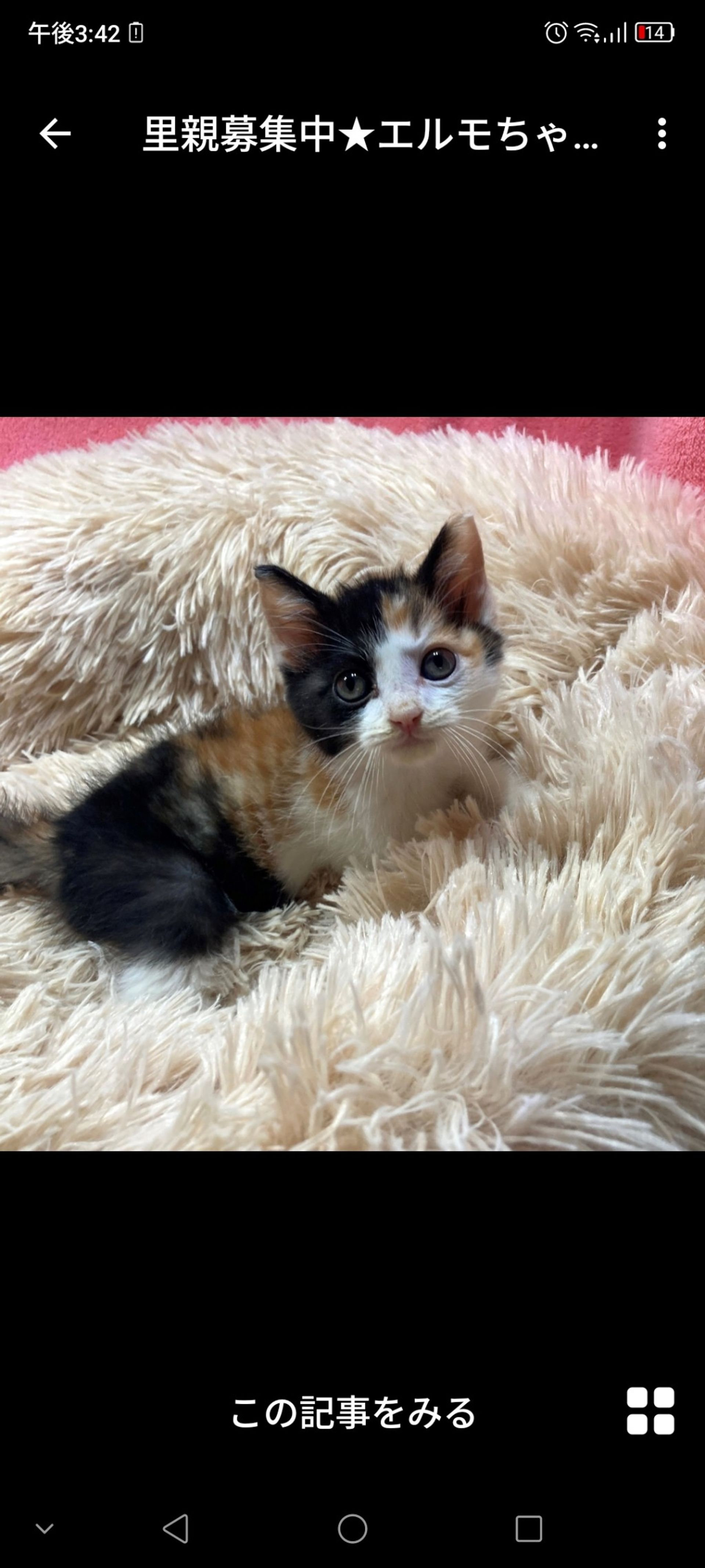 日本猫・メスの里親募集の写真