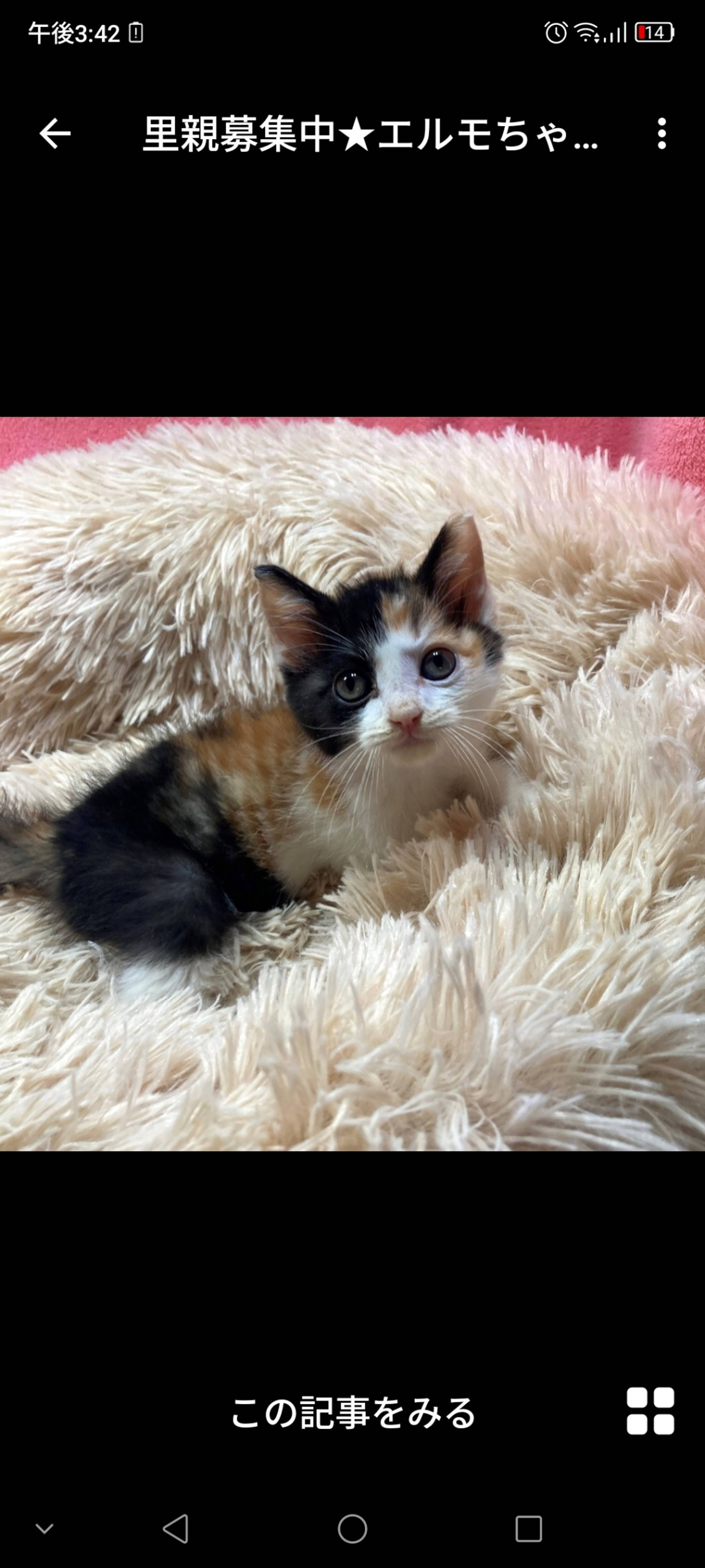 日本猫・メスの里親募集の写真