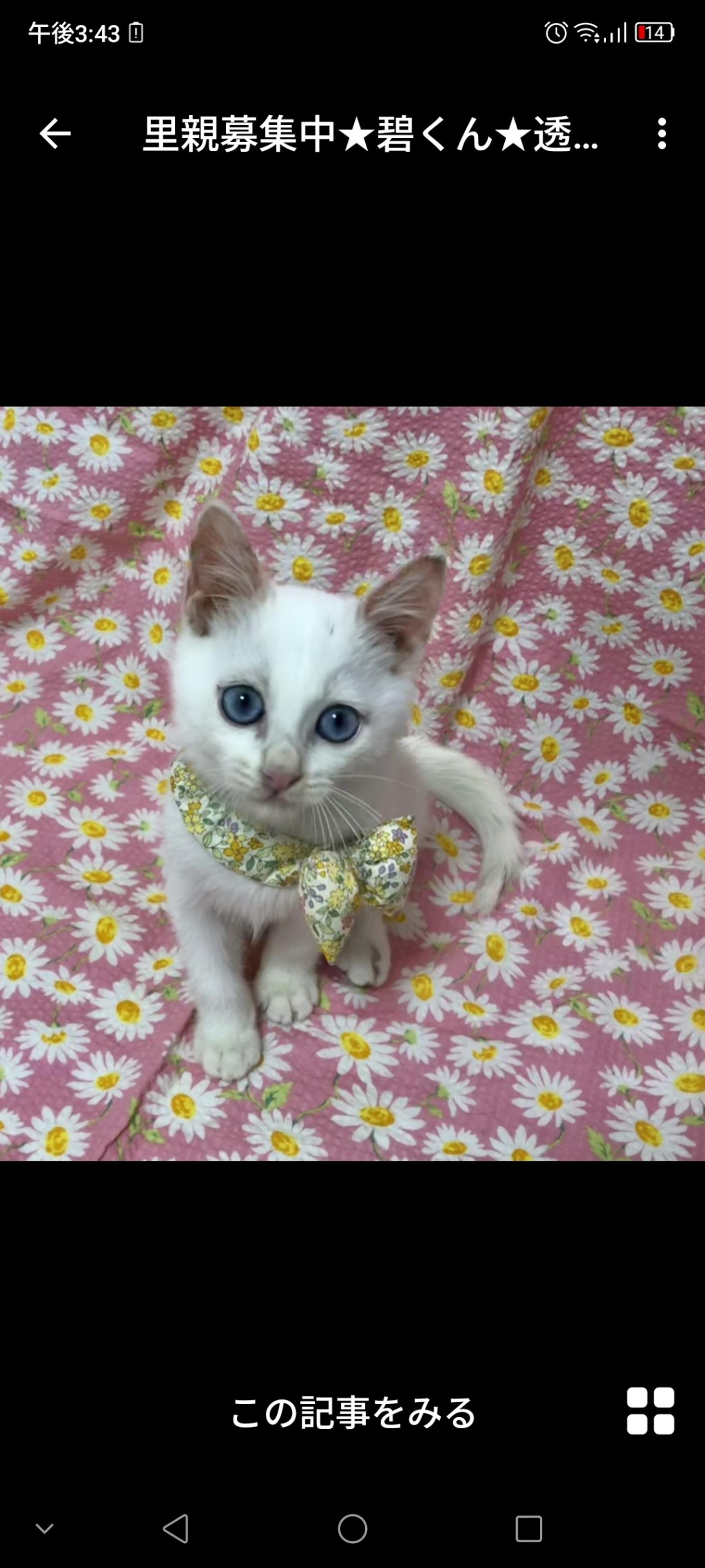 pet-image-2