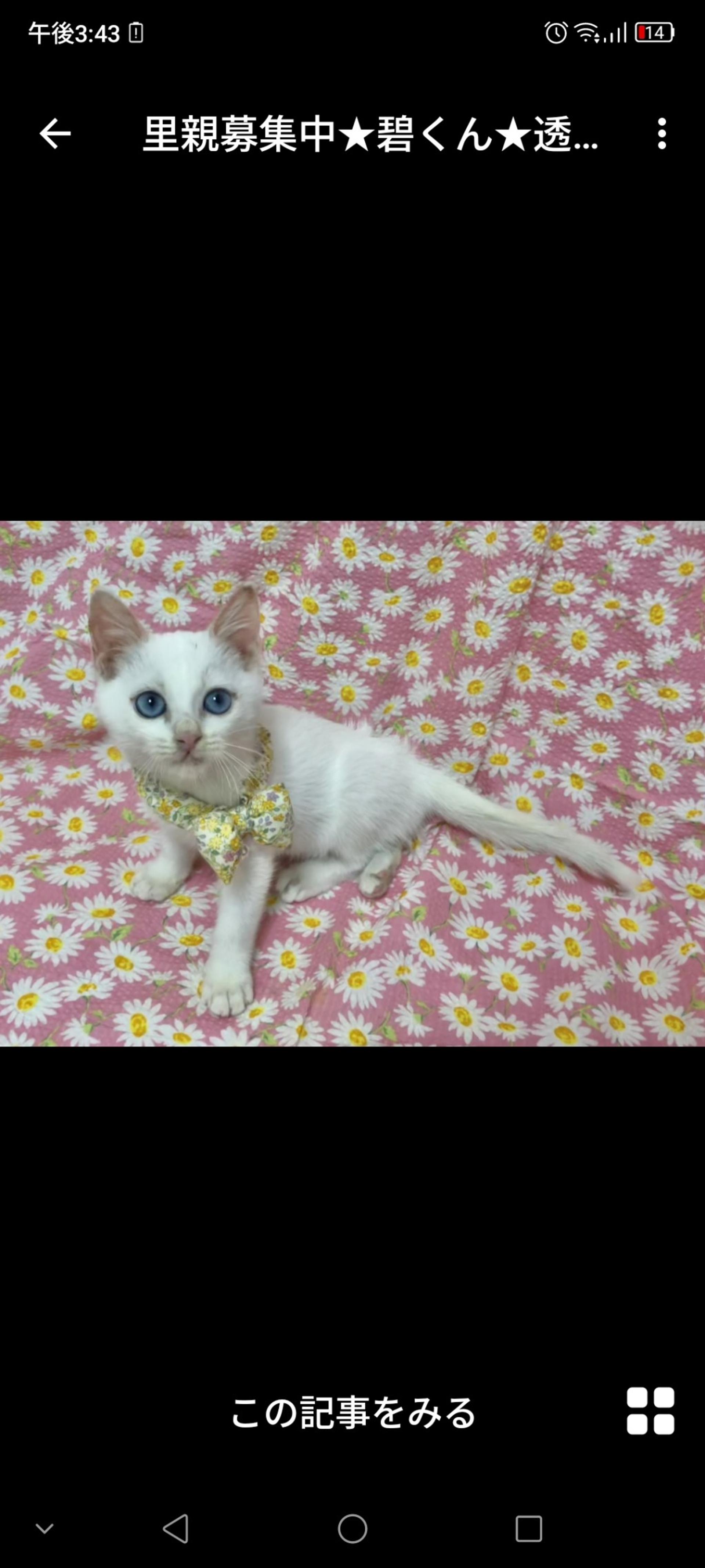 pet-image-3
